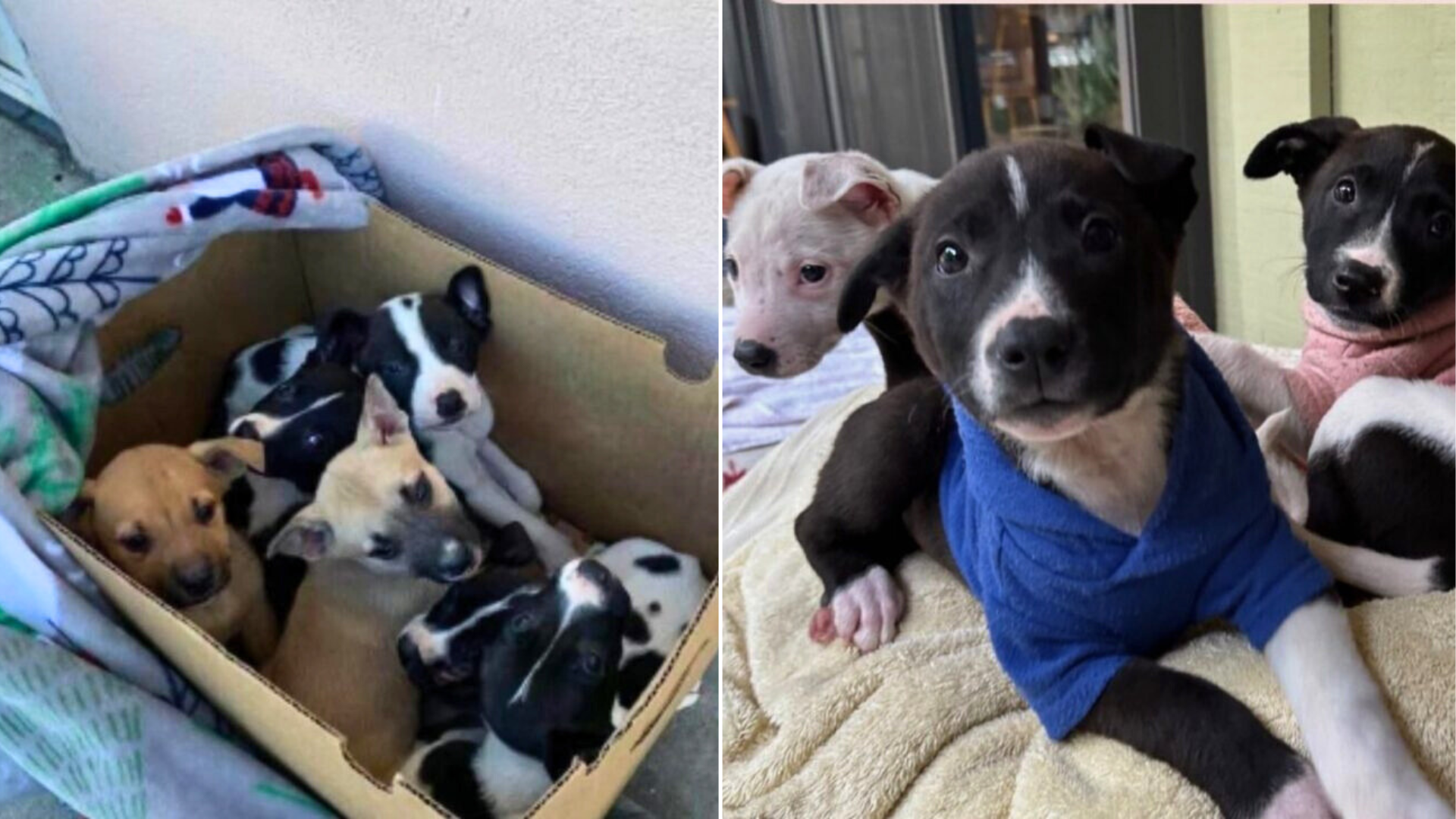 abandoned dogs in a cardboard box