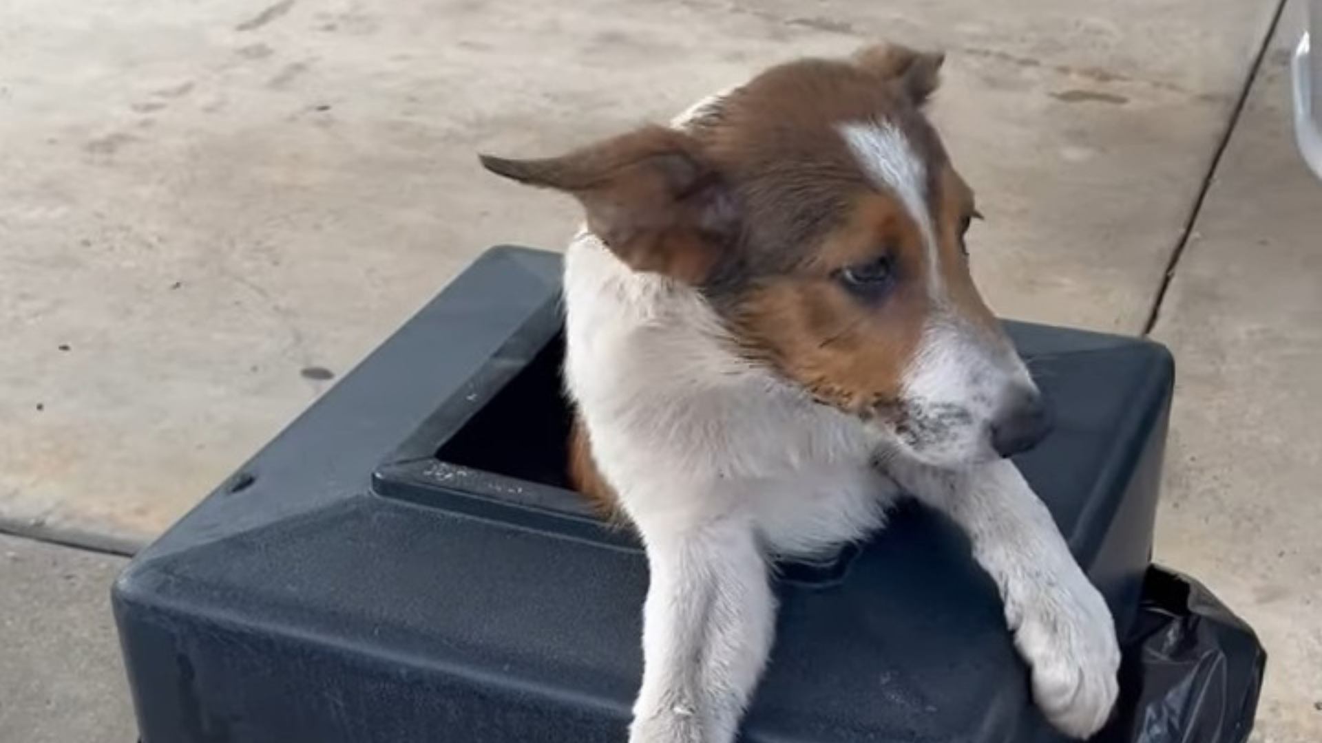 dog in a trash can