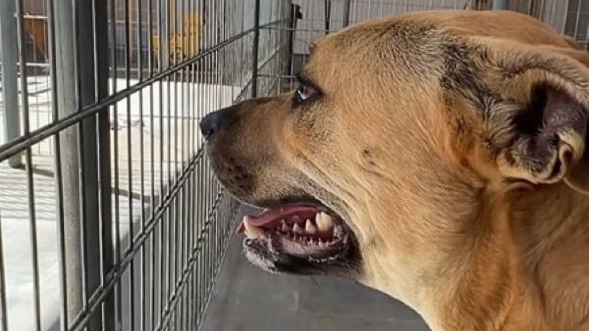 dog looking out shelter bars