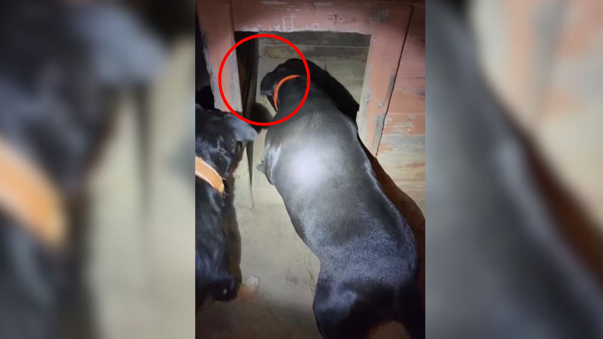 dogs looking inside doghouse