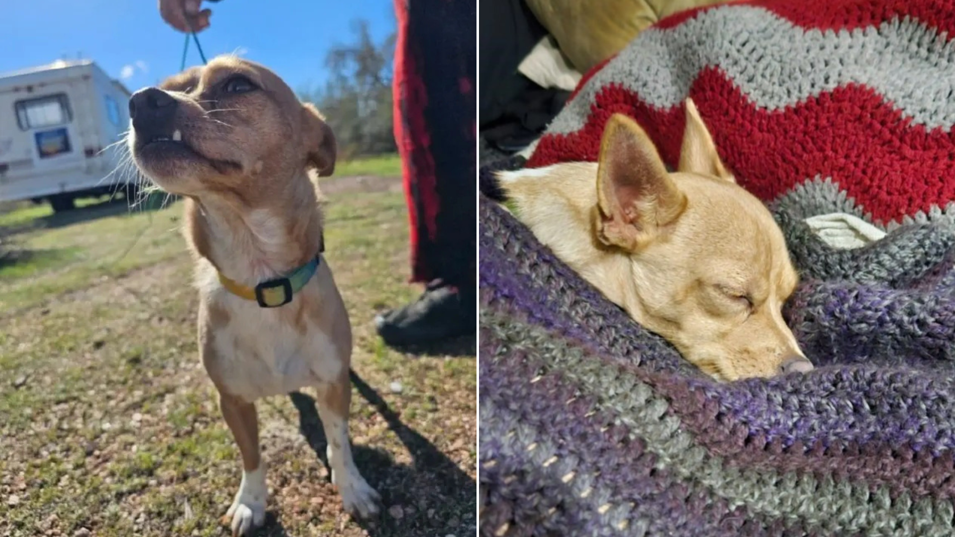 dog outdoors and sleeping