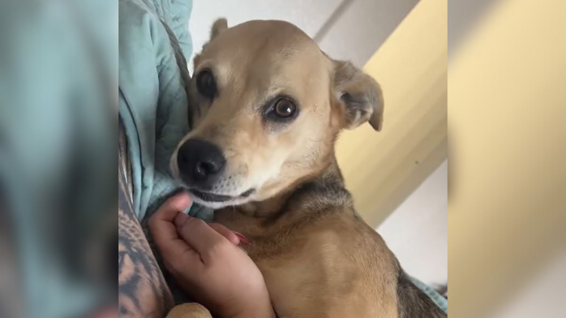 small light brown dog