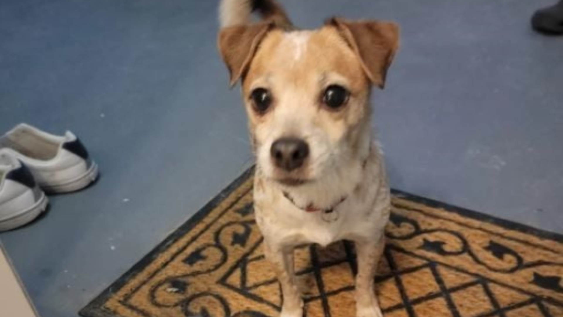 small dog with big eyes