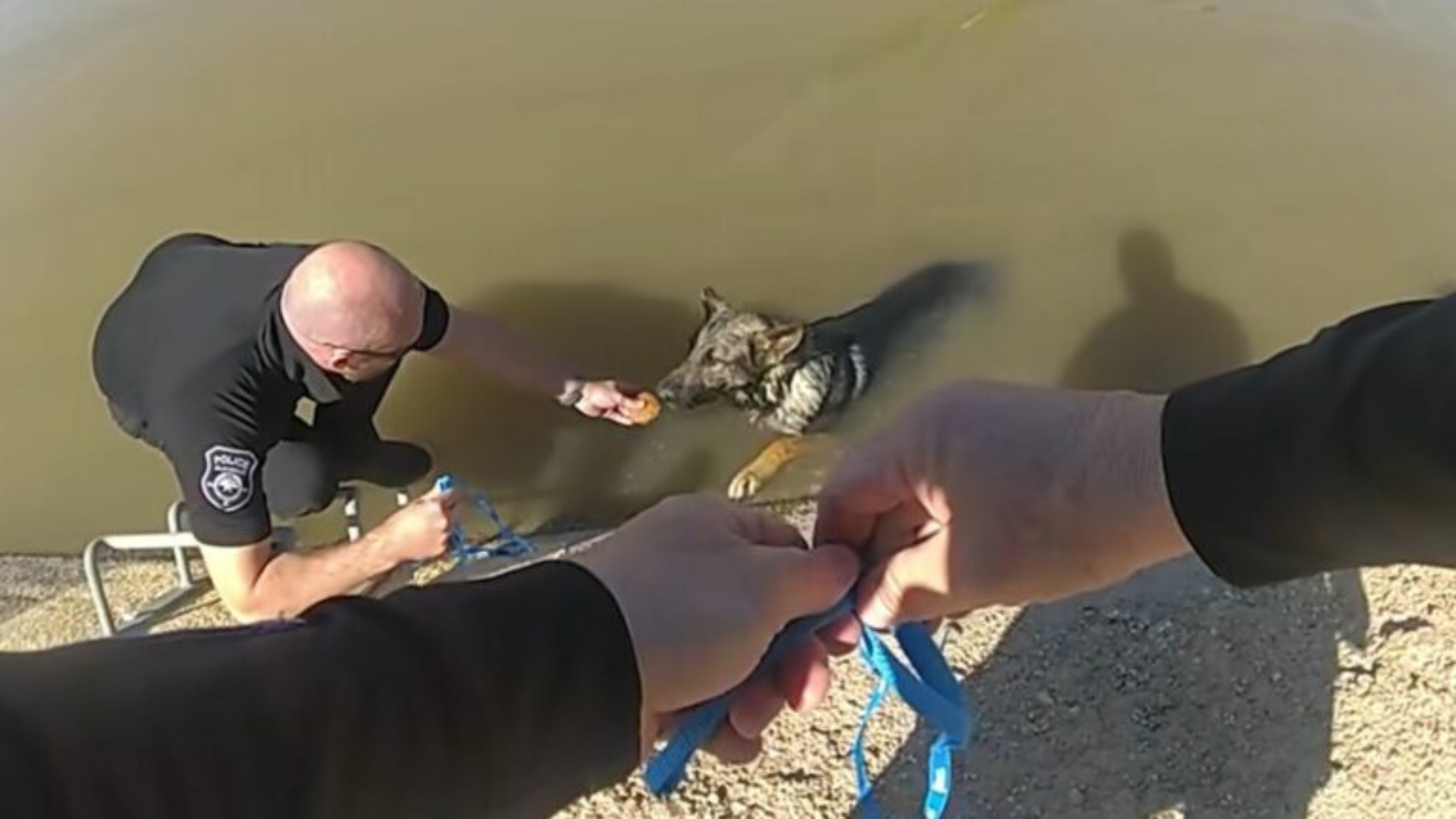 dog rescued from canal