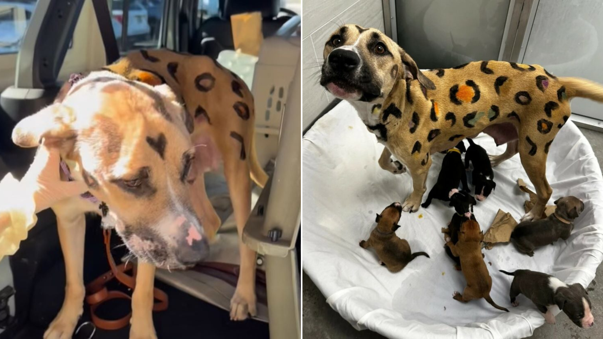 dog with markings drawn with puppies