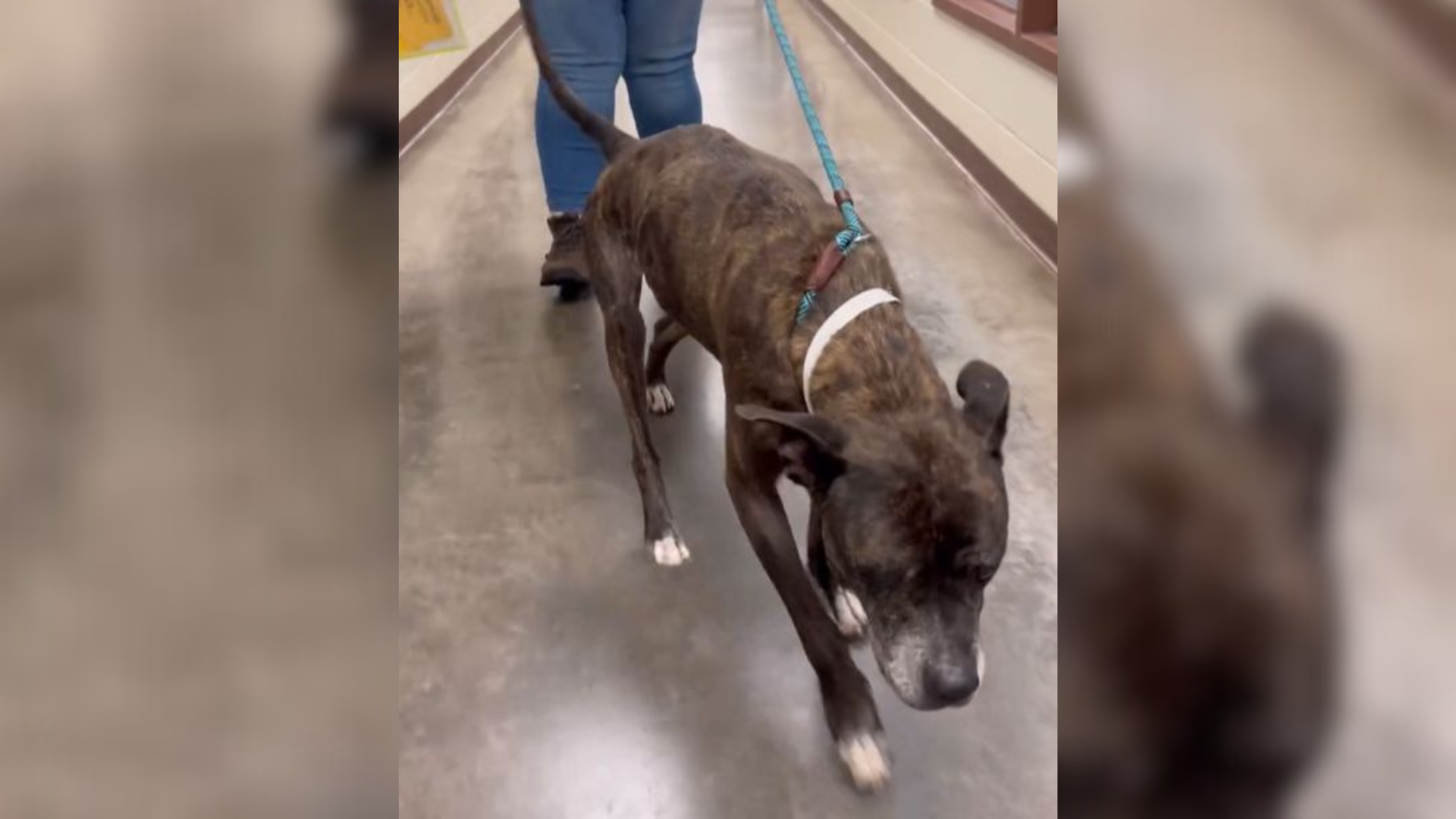 brown dog looking down