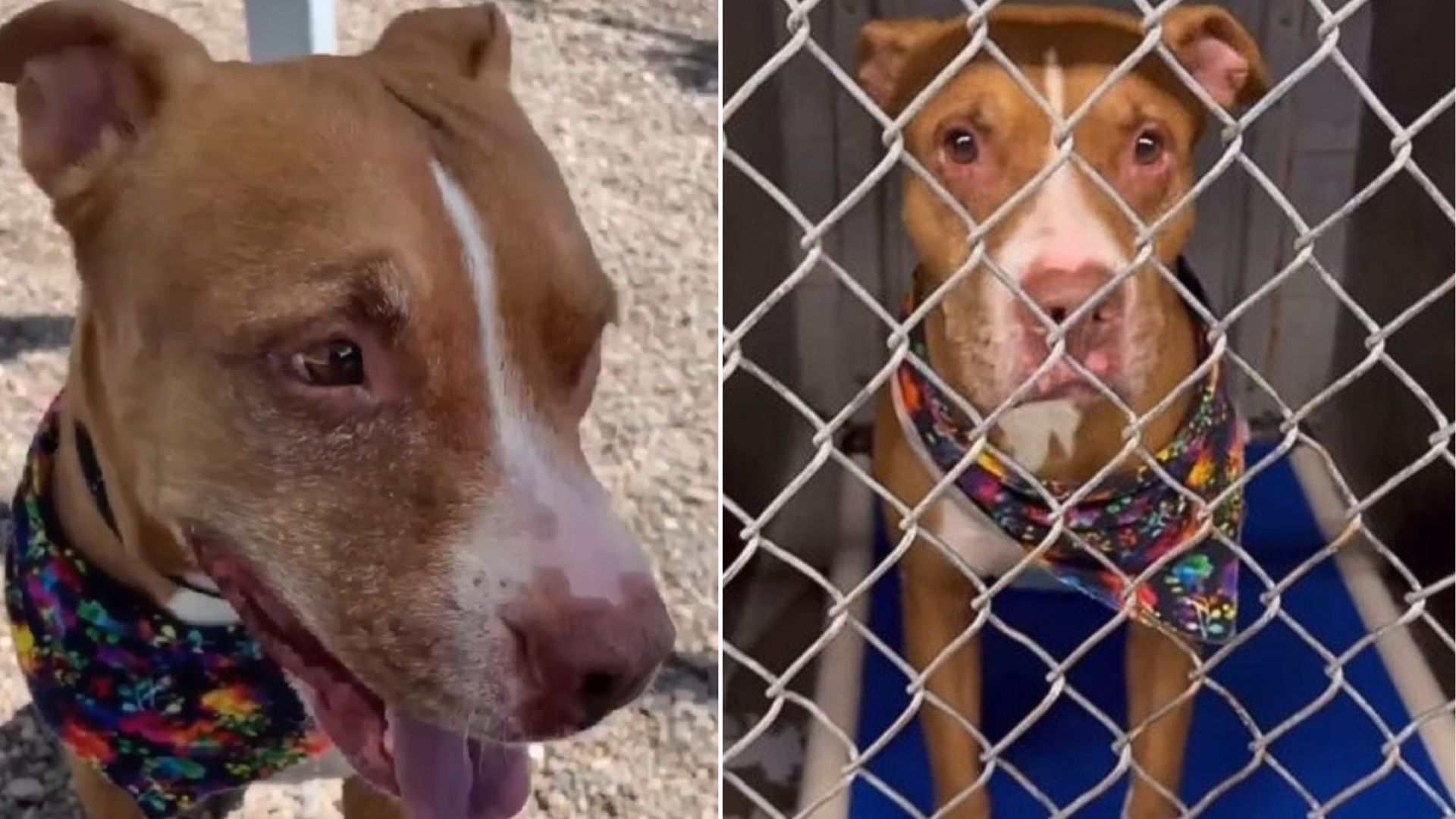 adorable dog in shelter