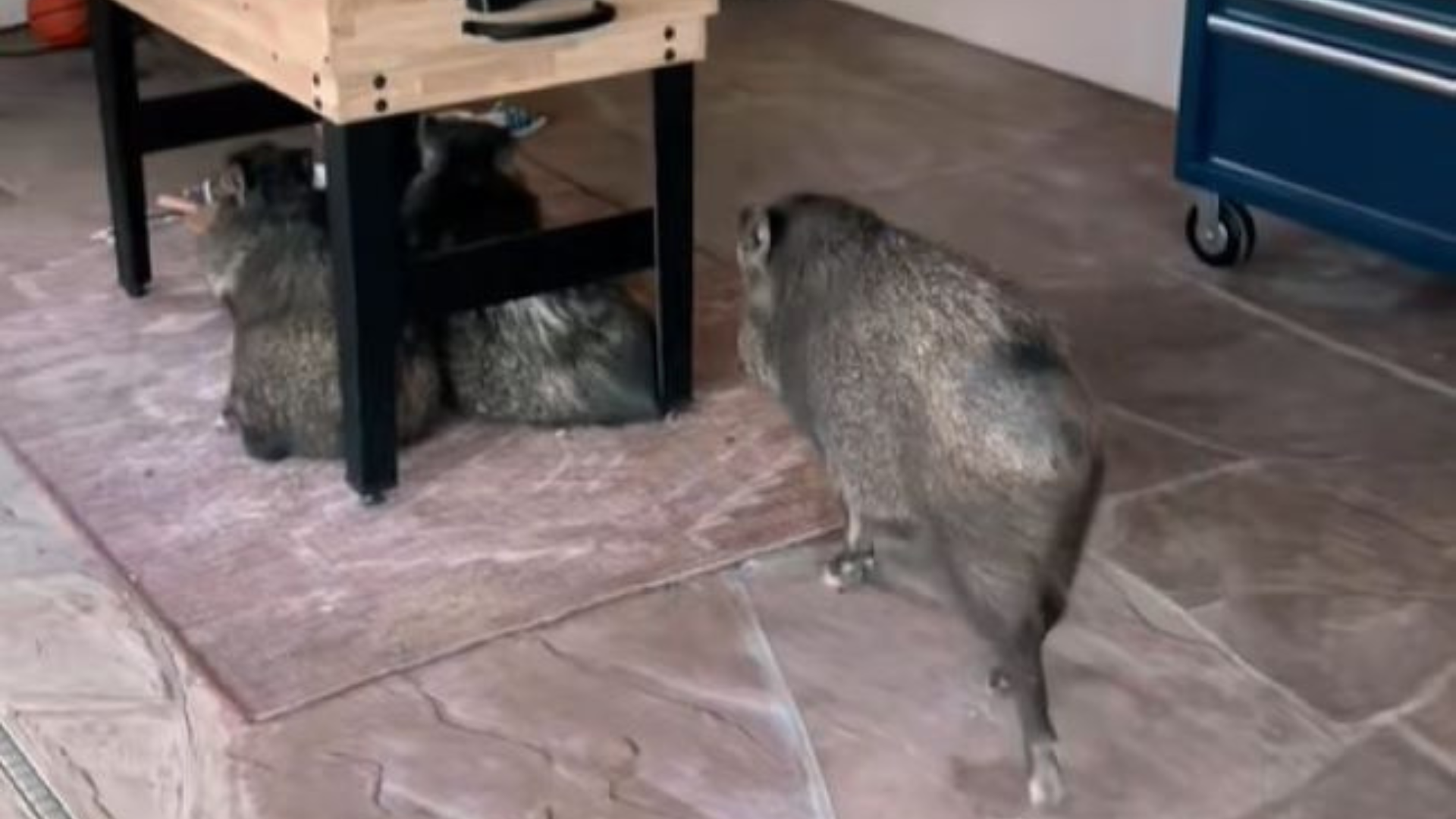 wild animal intruders