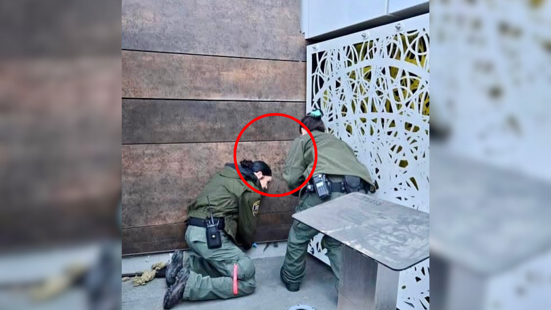 rescue of animal stuck in wall