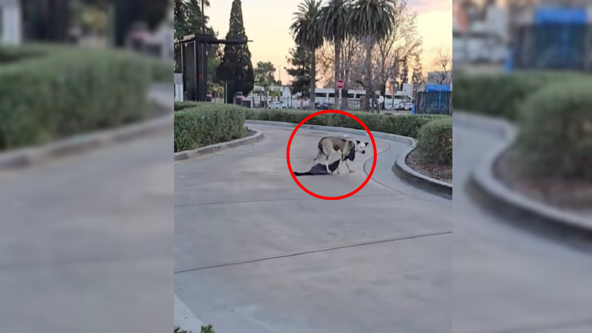 stray dog on the street