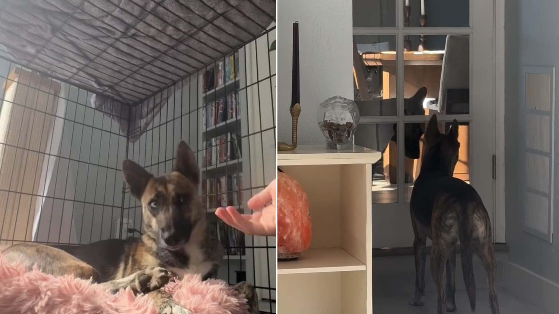 dog lying on blanket