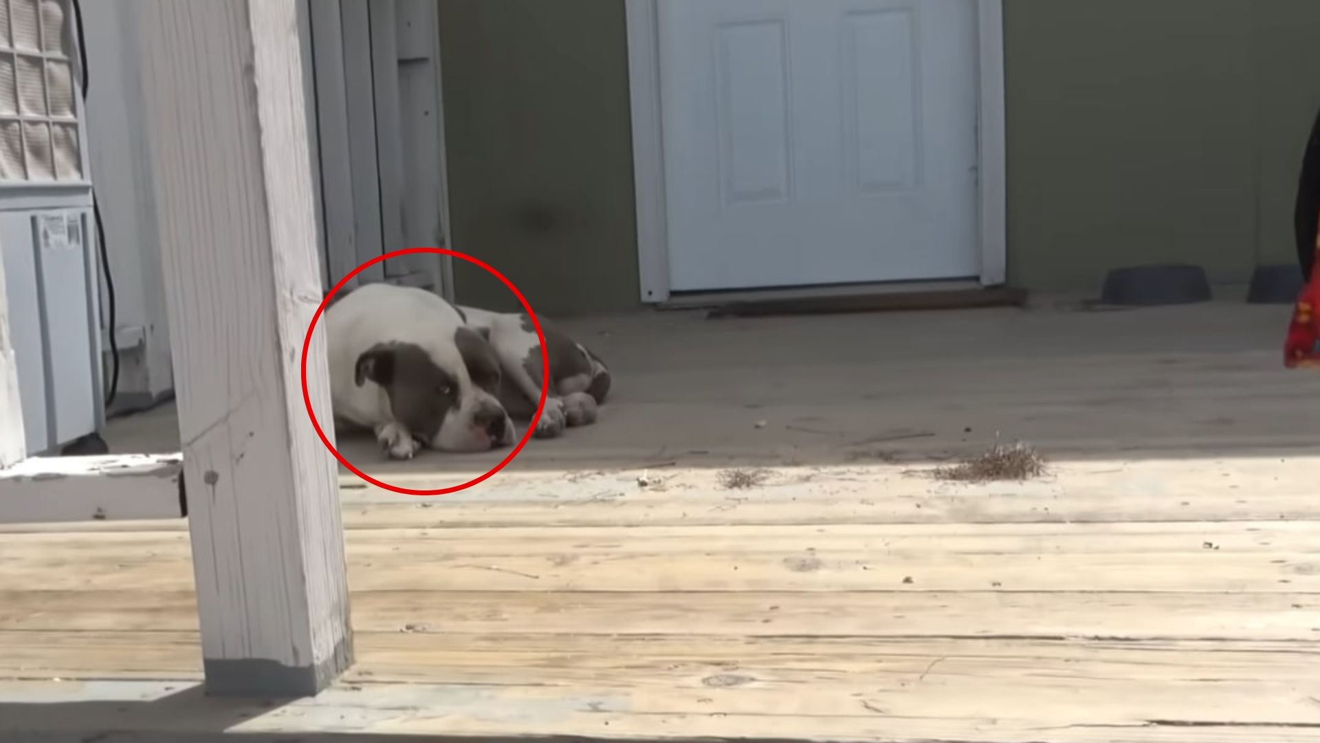 dog laying on porch