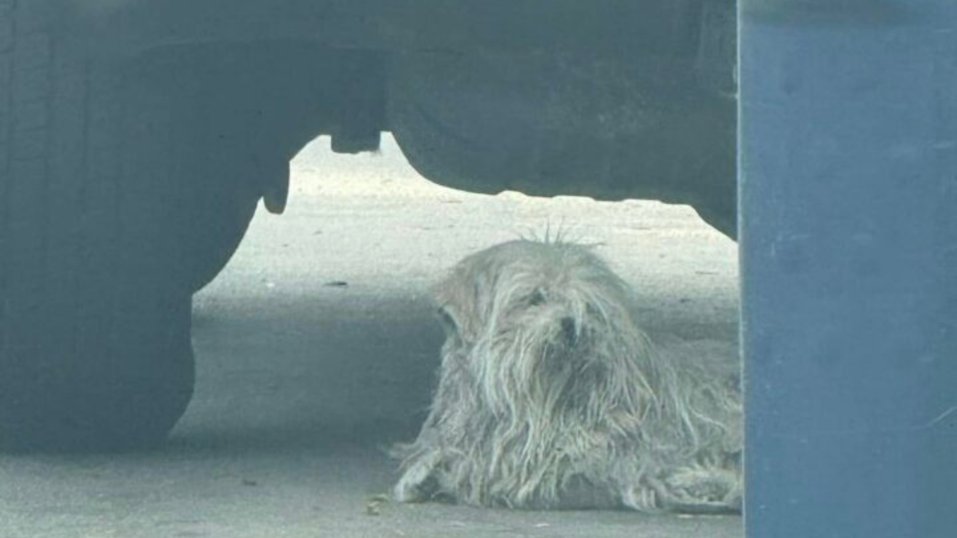 stray matted dog
