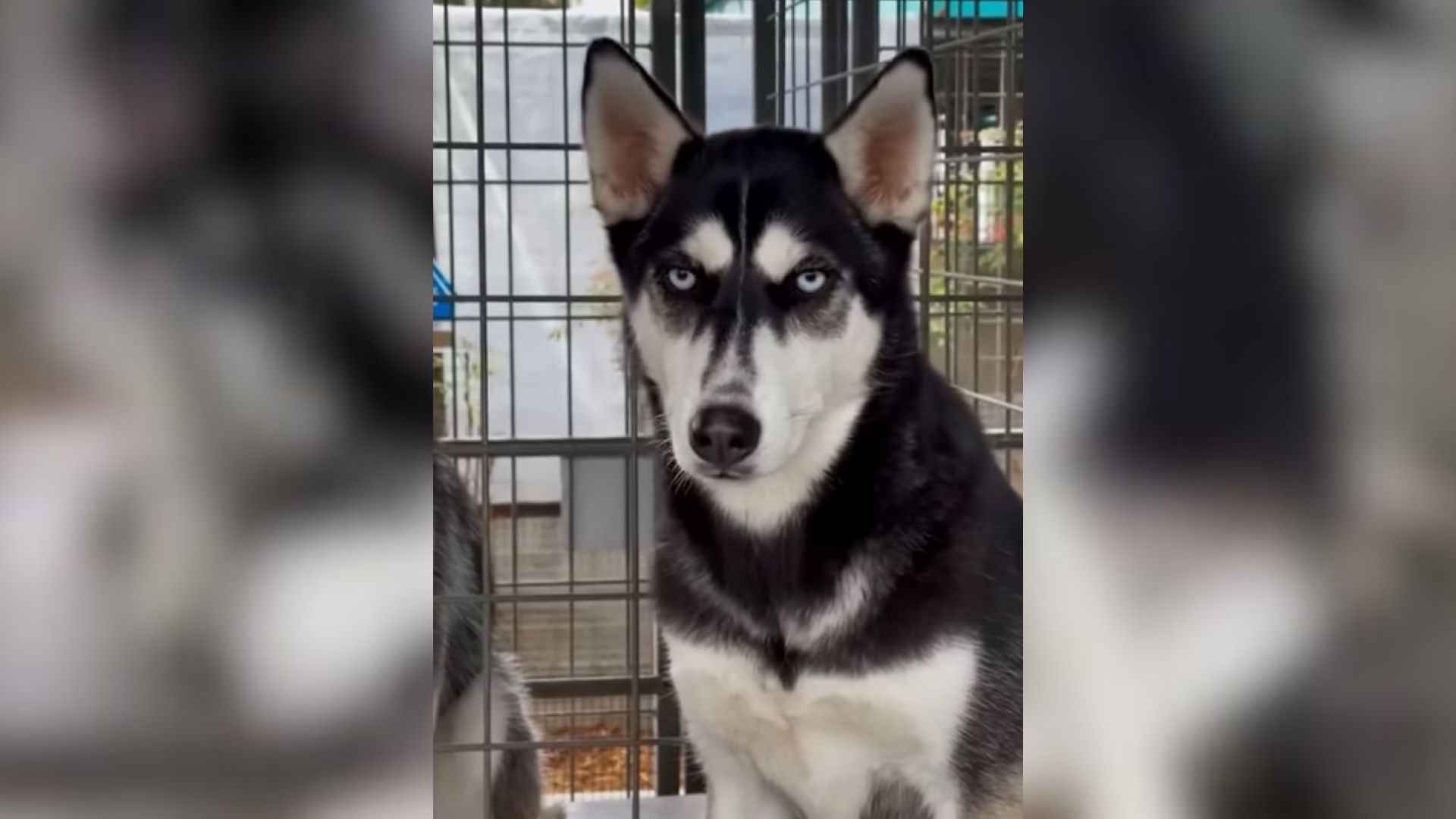 husky at shelter