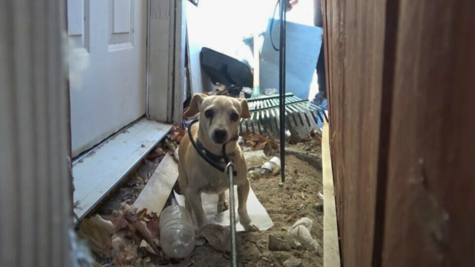 stray dog in abandoned house