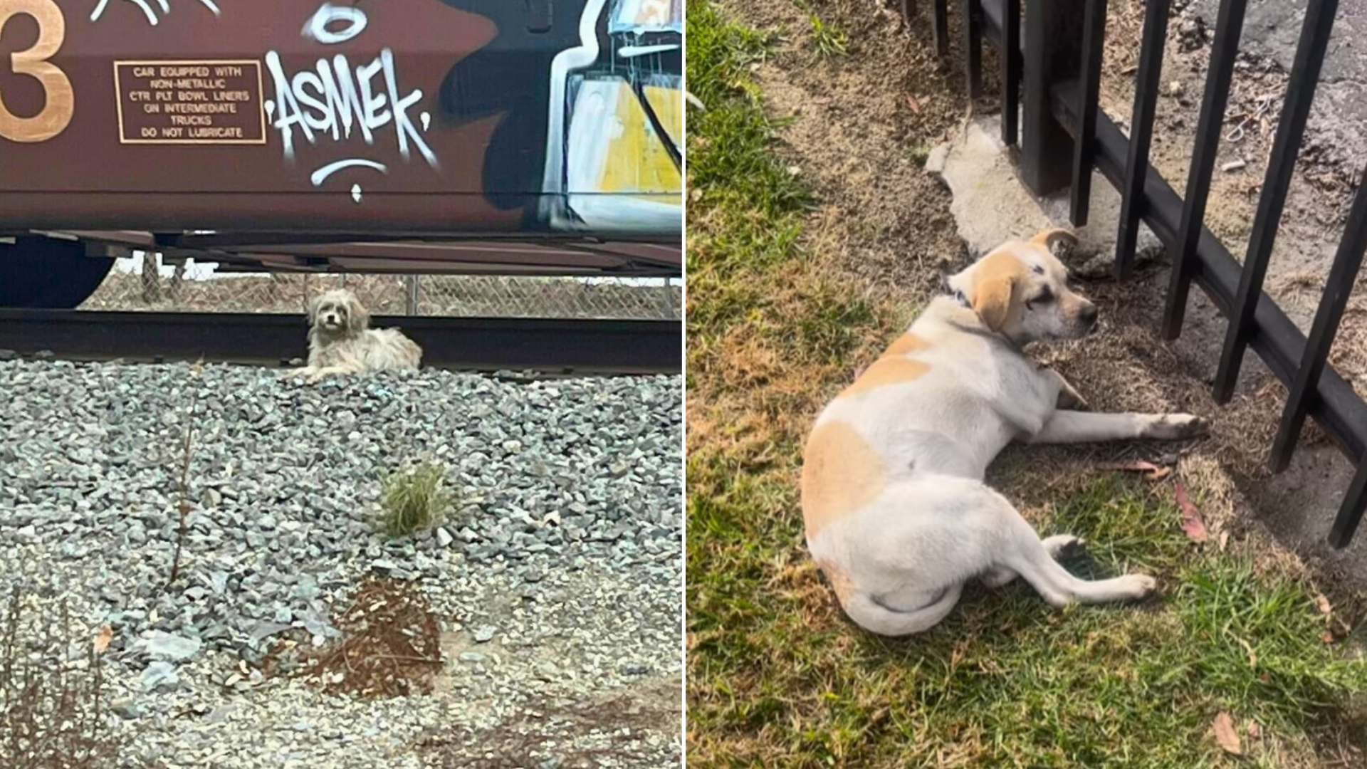 dog near train