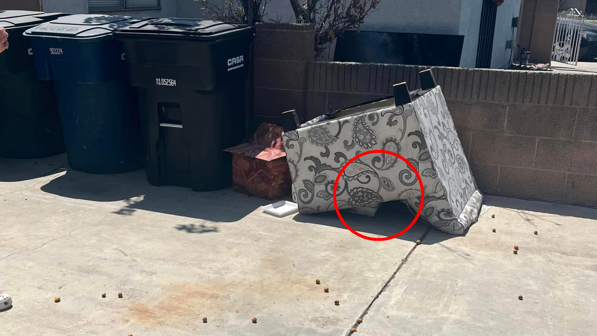 dog in abandoned furniture