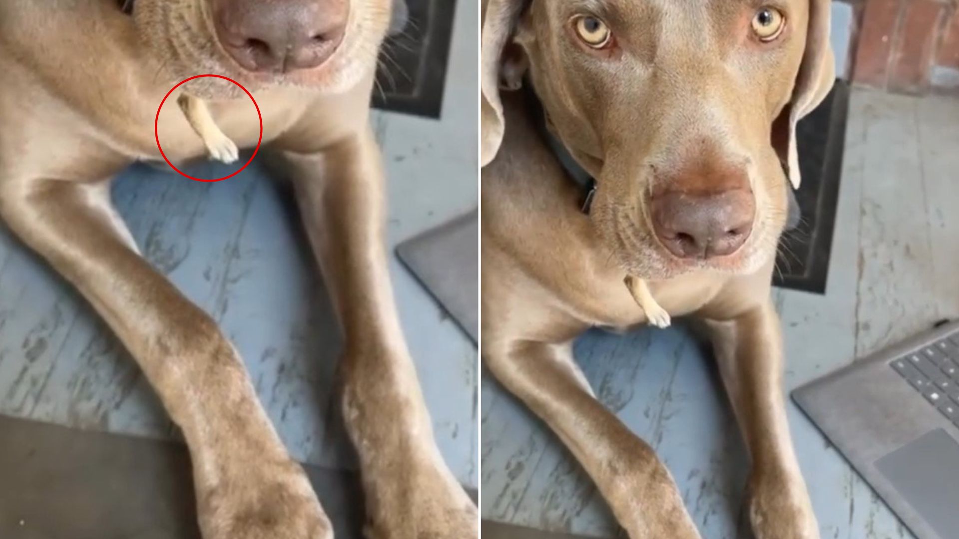 dog with three hands