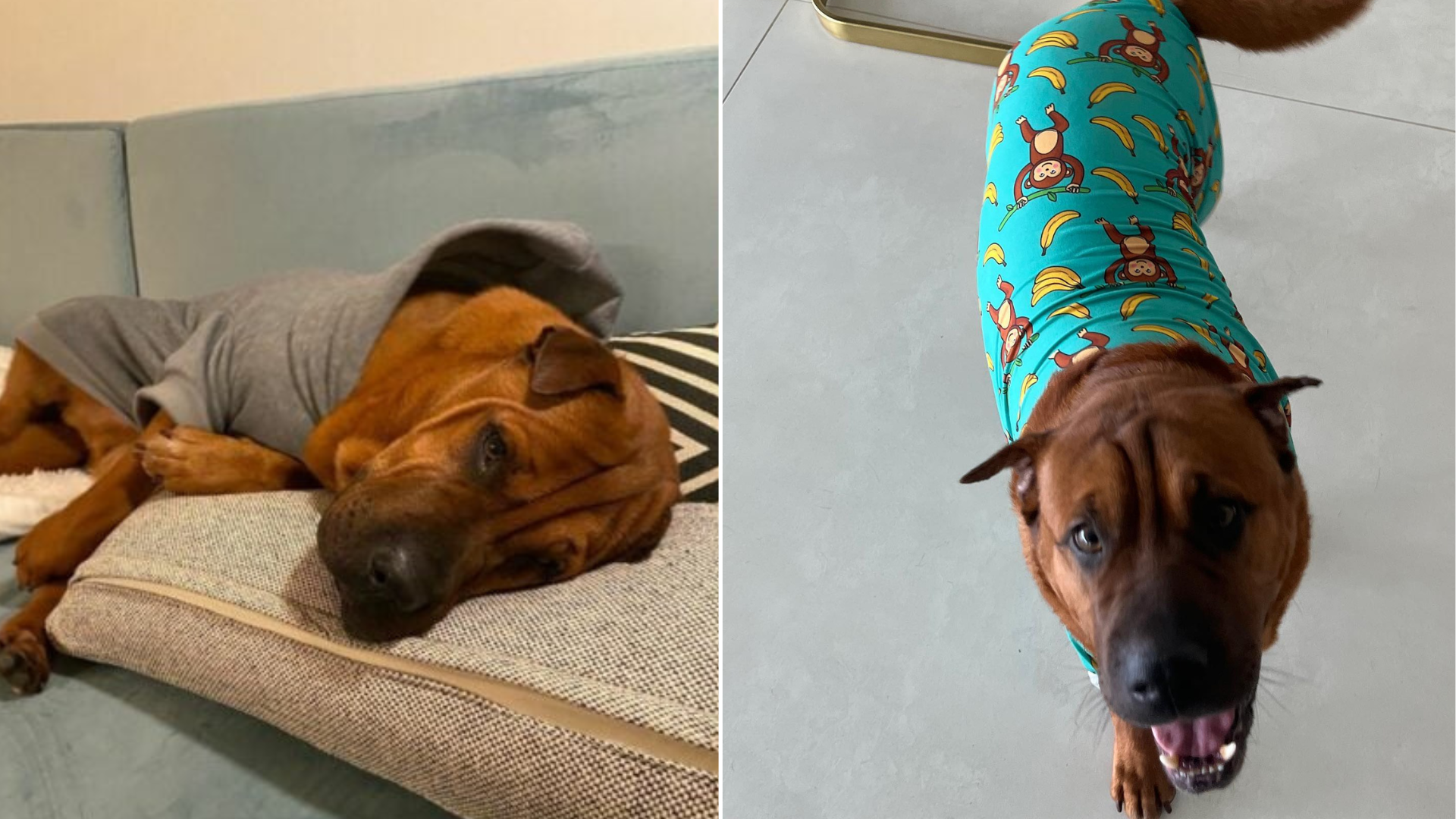 dog wearing green sweater