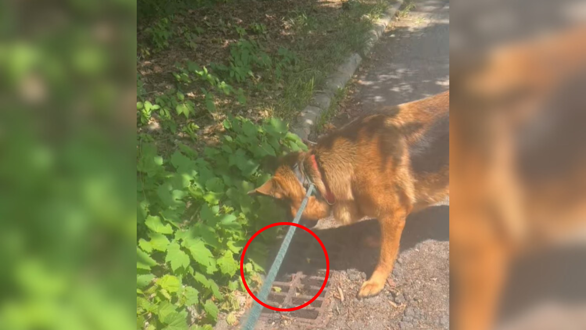 California Evening Walk Takes Strange Turn When Dog Detects Something Humans Cannot See