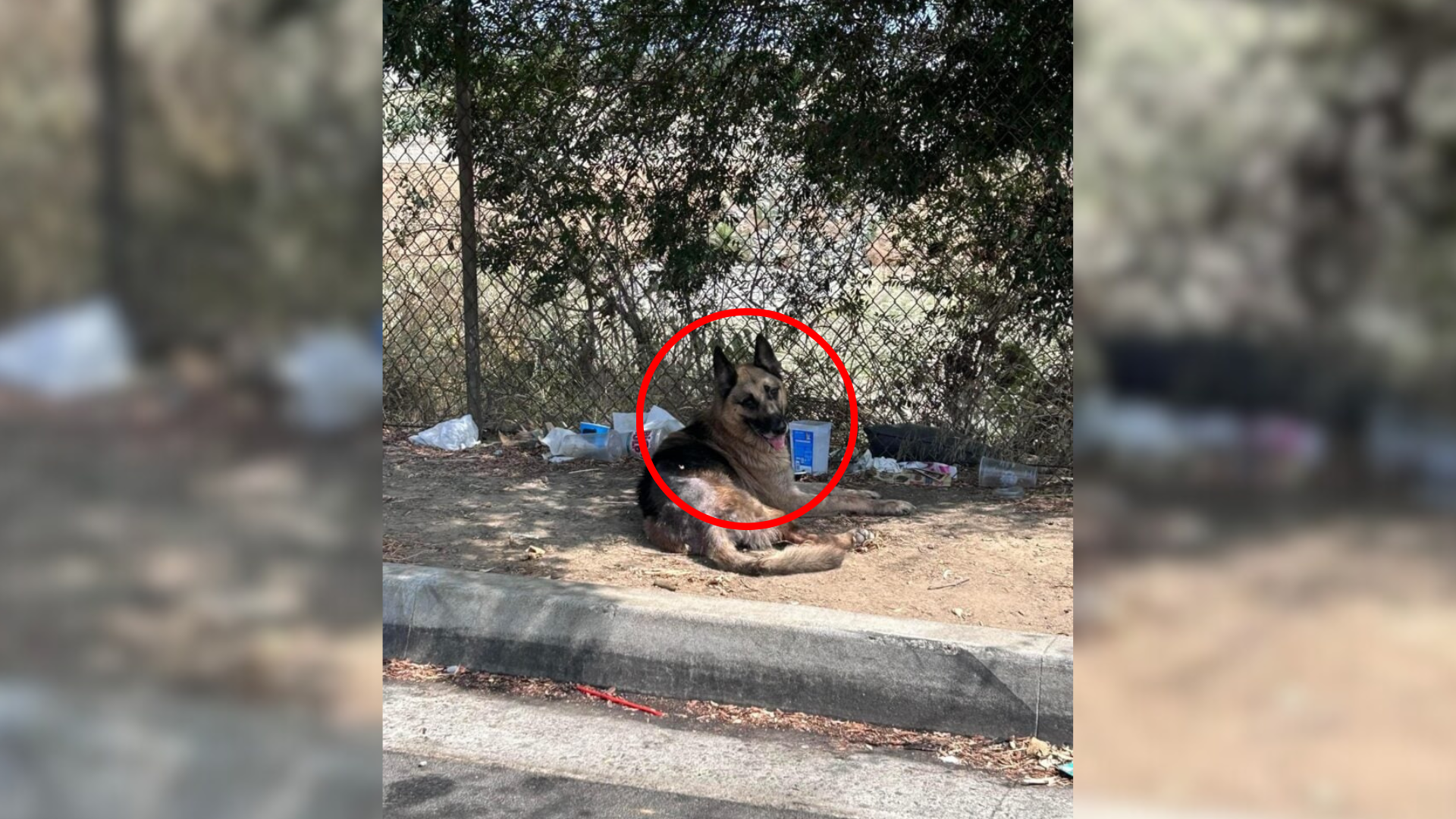 german shepherd lying on ground