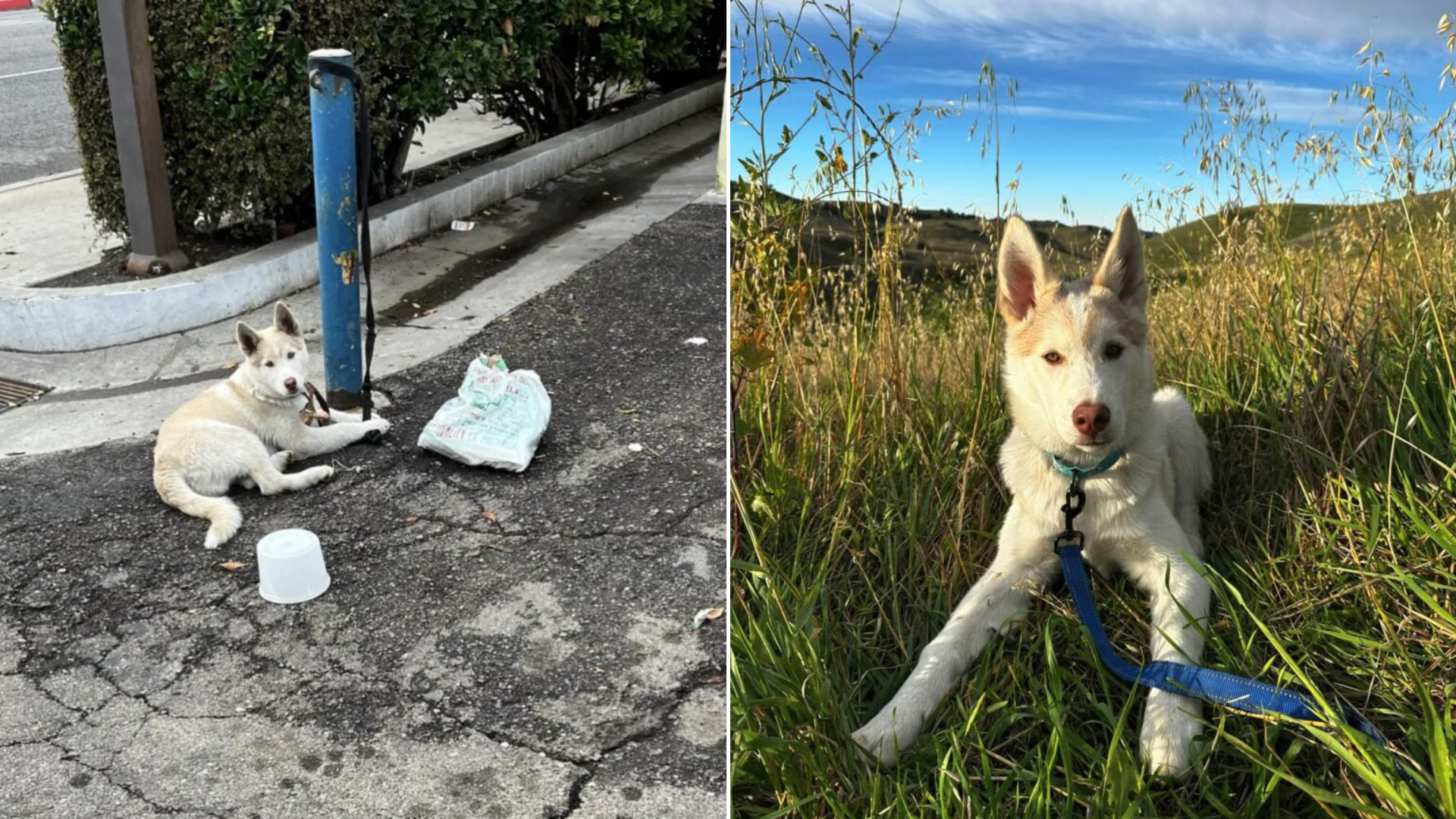 white husky tied to pole