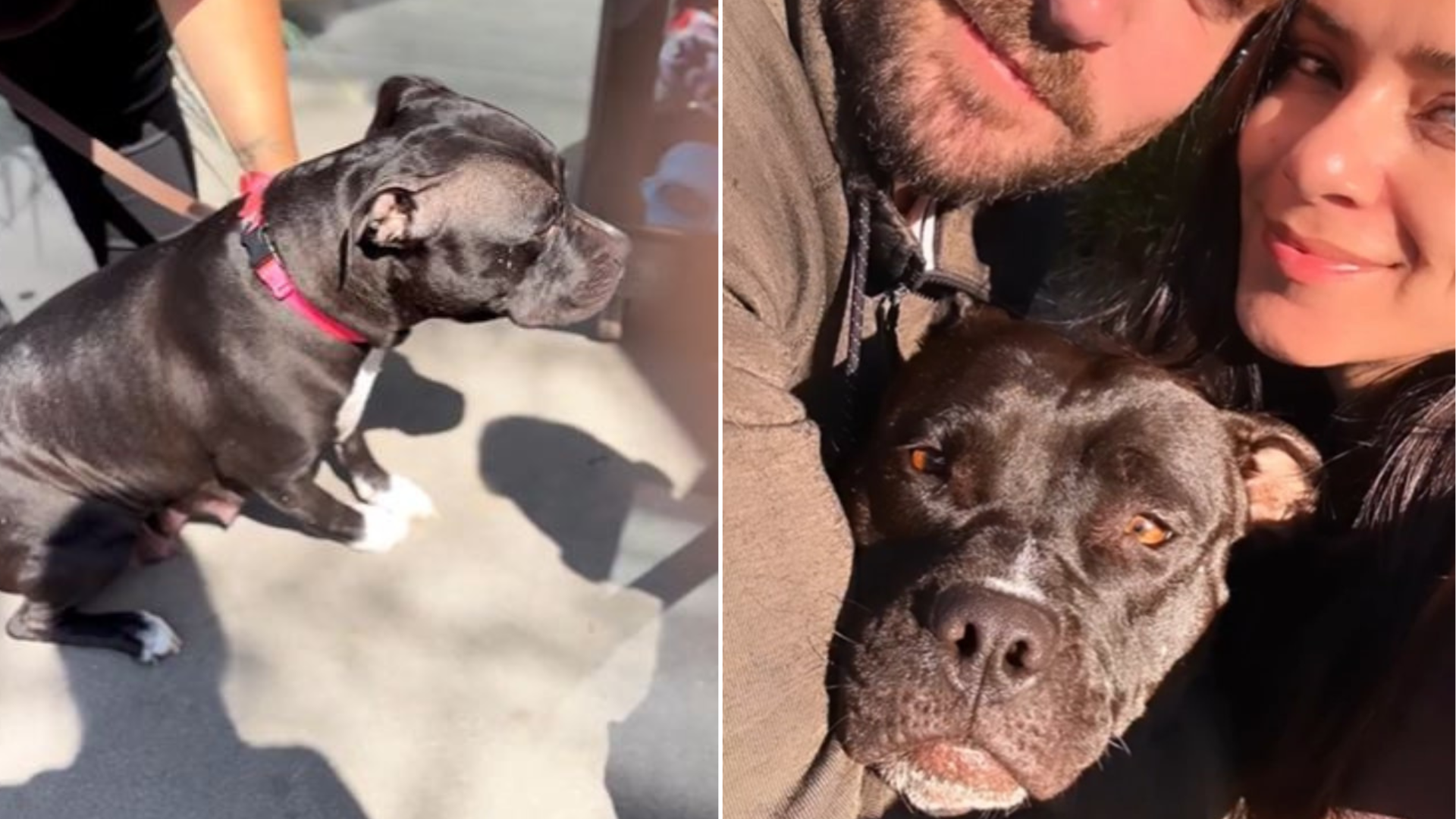 dog hugged by couple