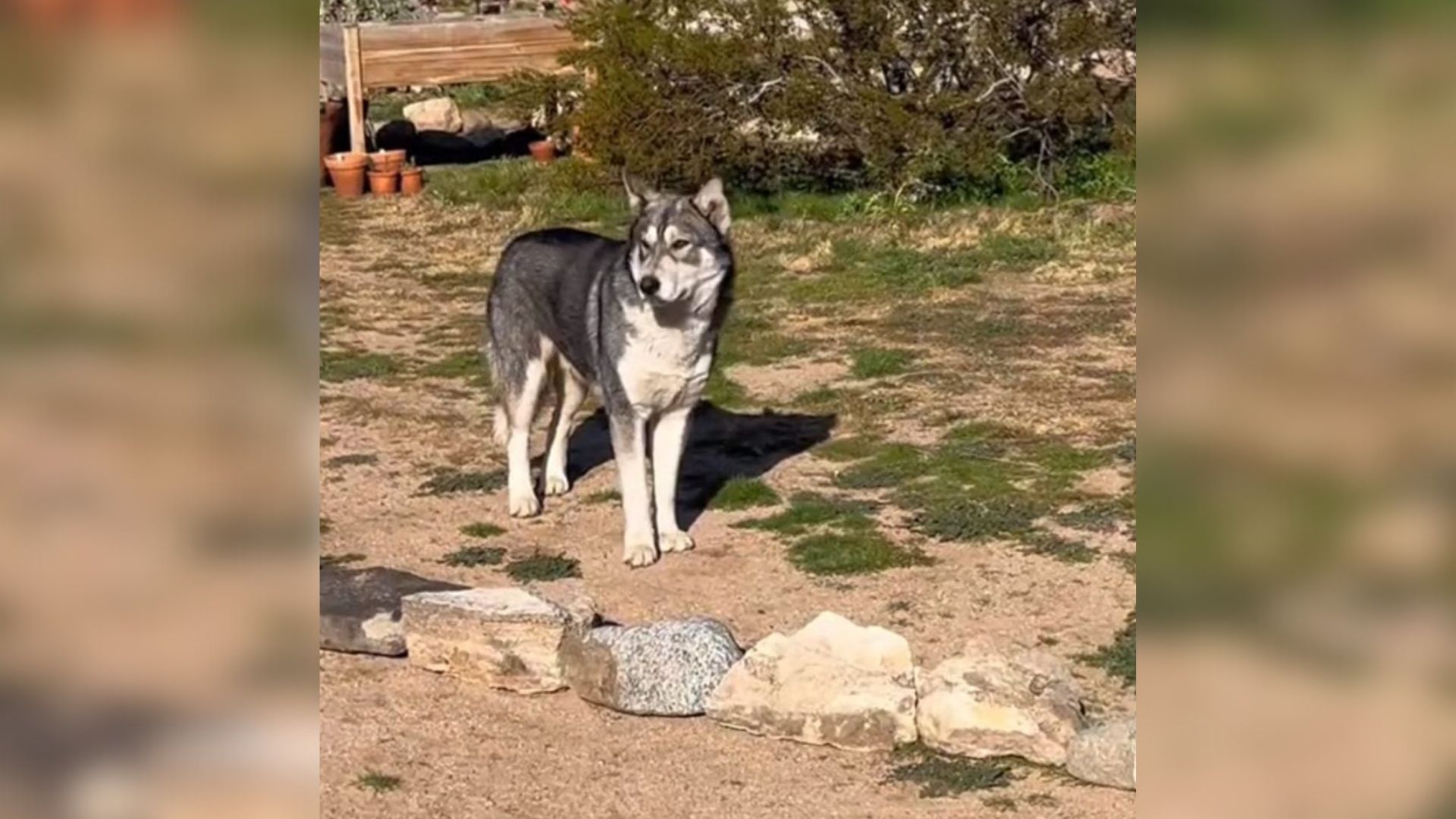 senior dog standing outside