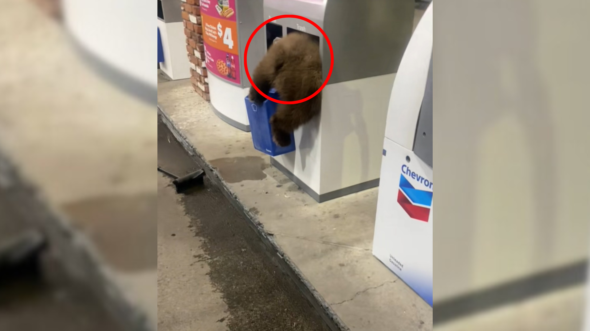 furry animal in trash can