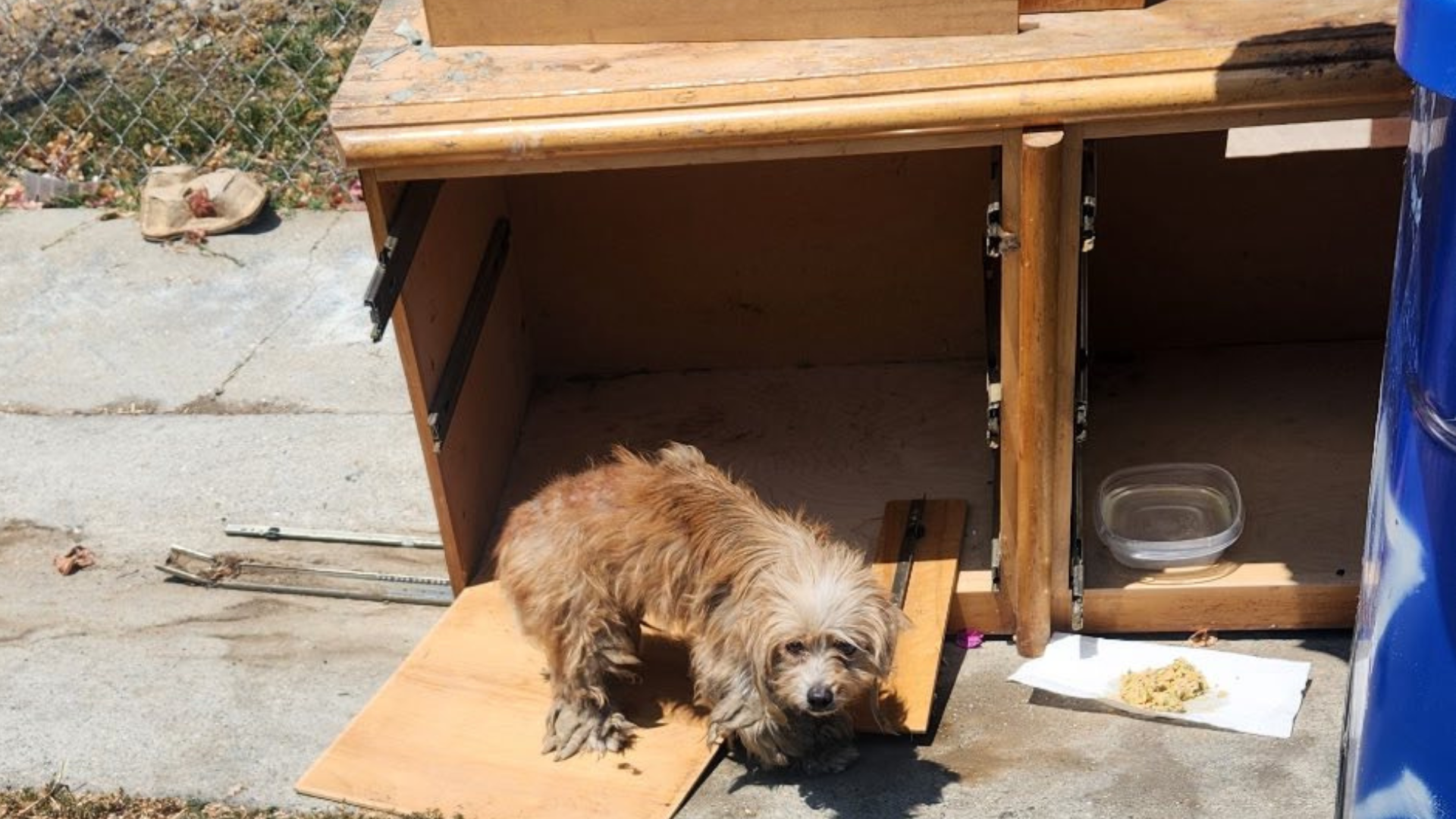 dog in abandoned furniture