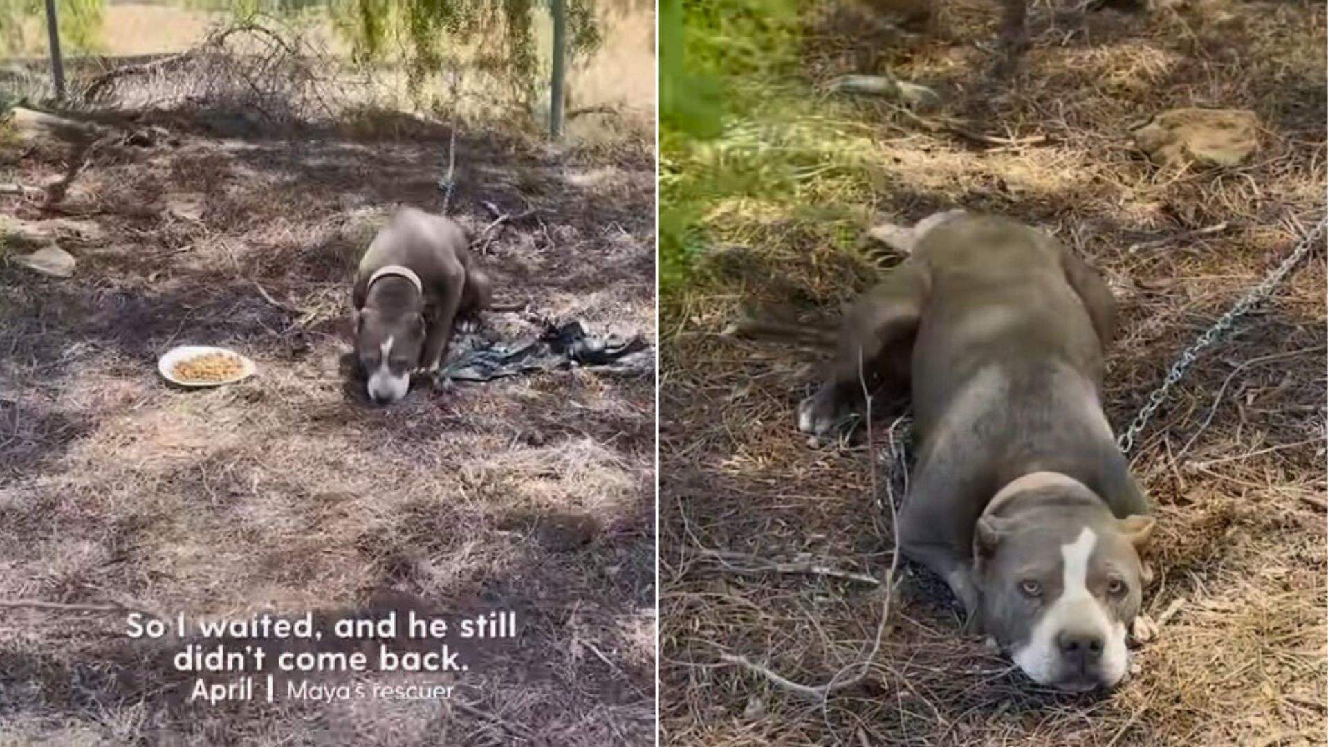 cute pit bull laying down