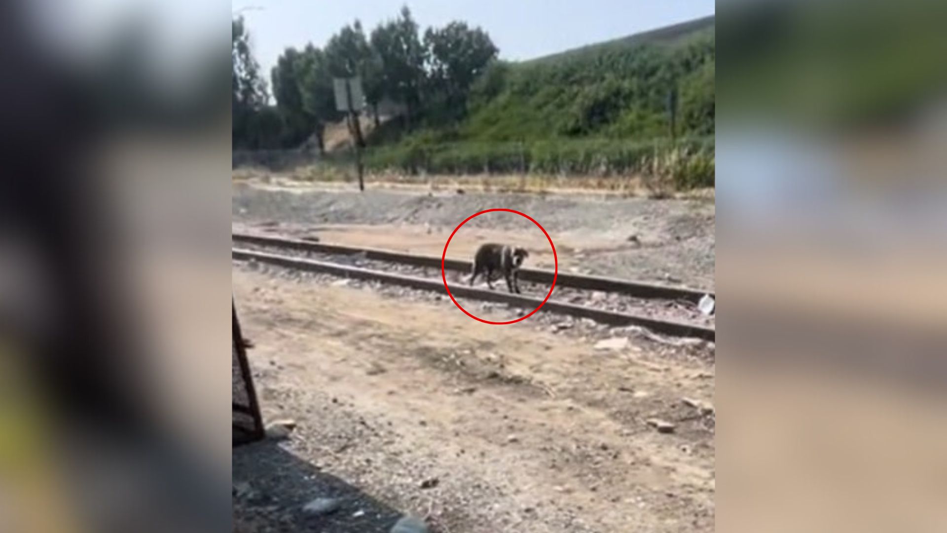 dog on train tracks