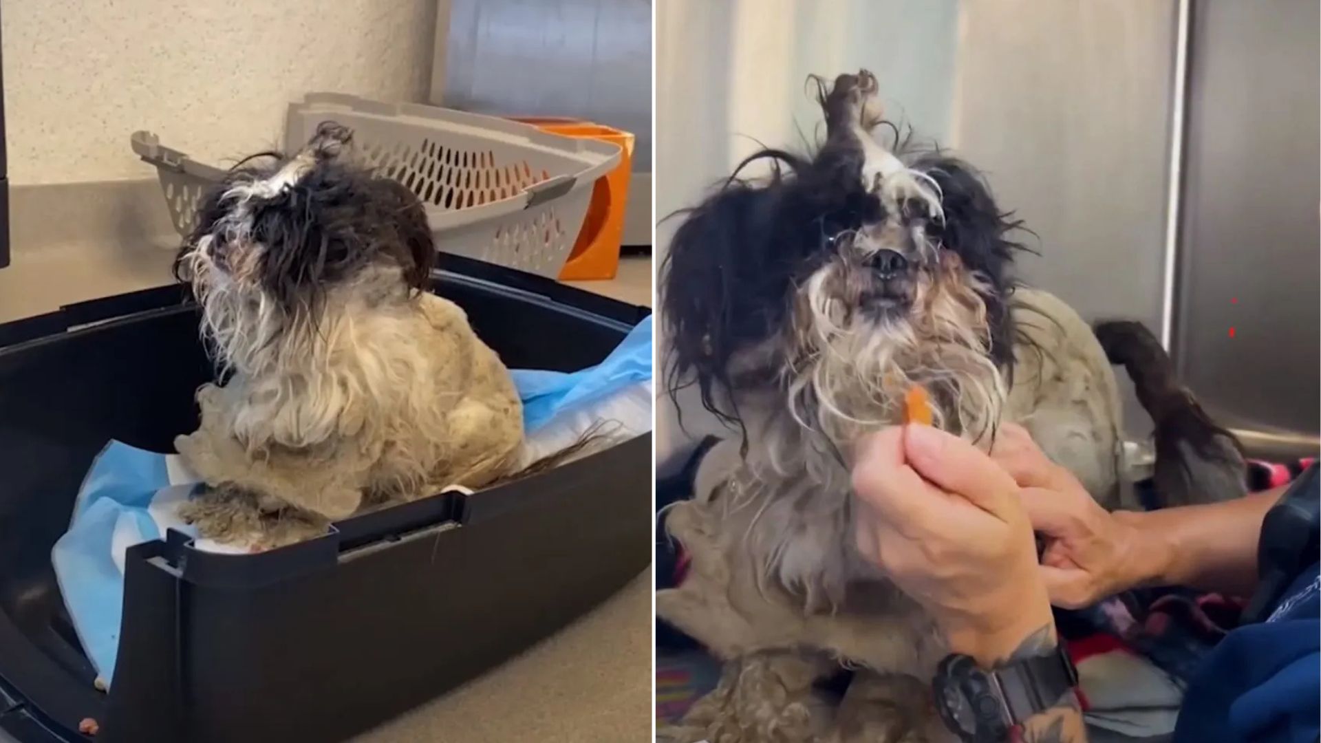 neglected senior dog