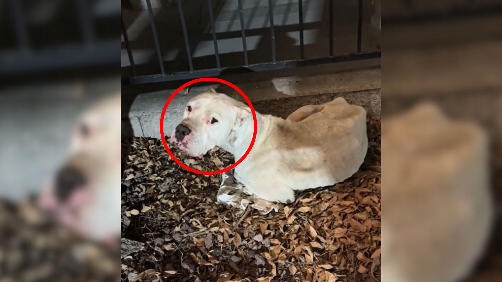 cute dog laying down