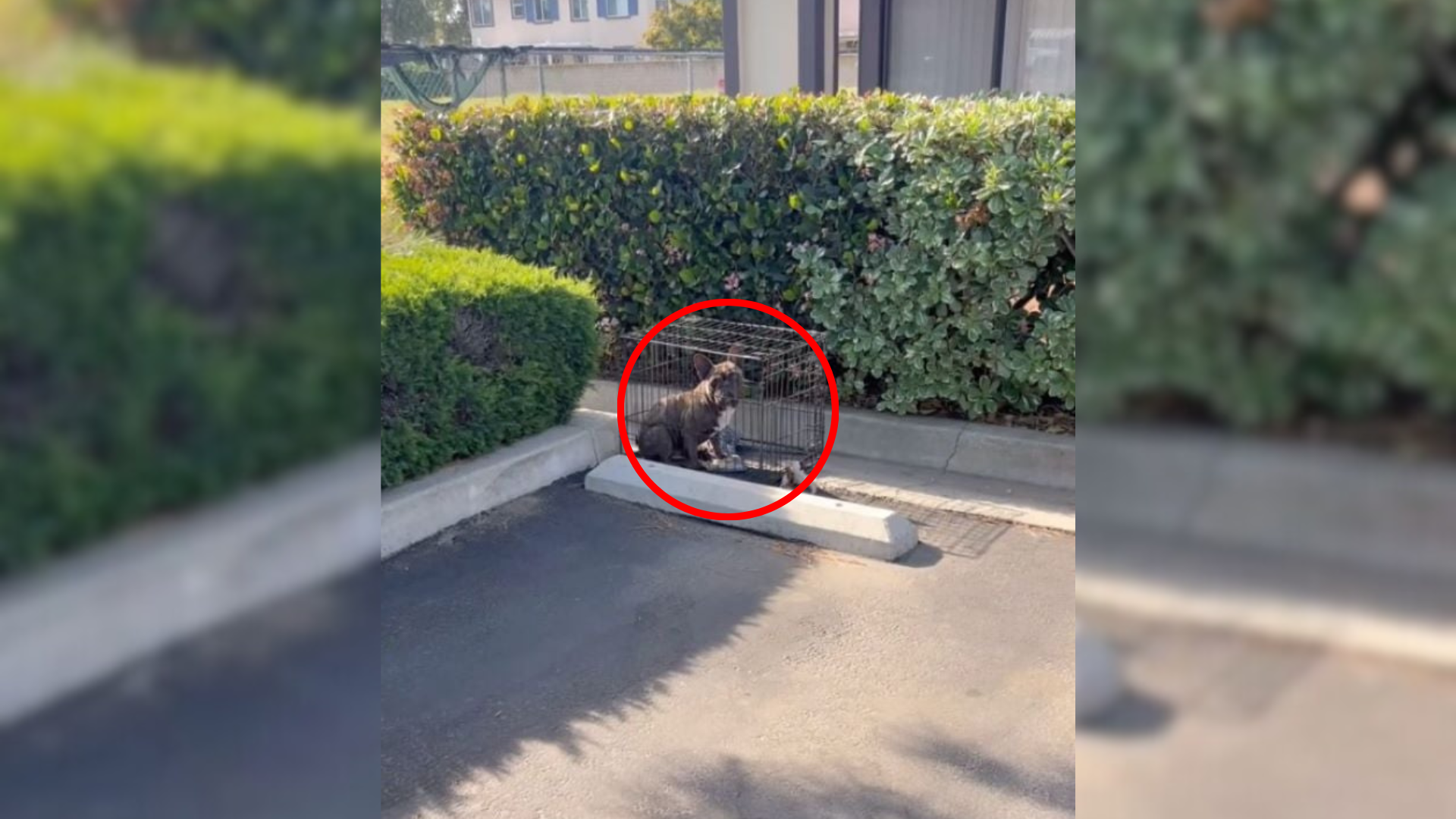 stray dog in parking lot