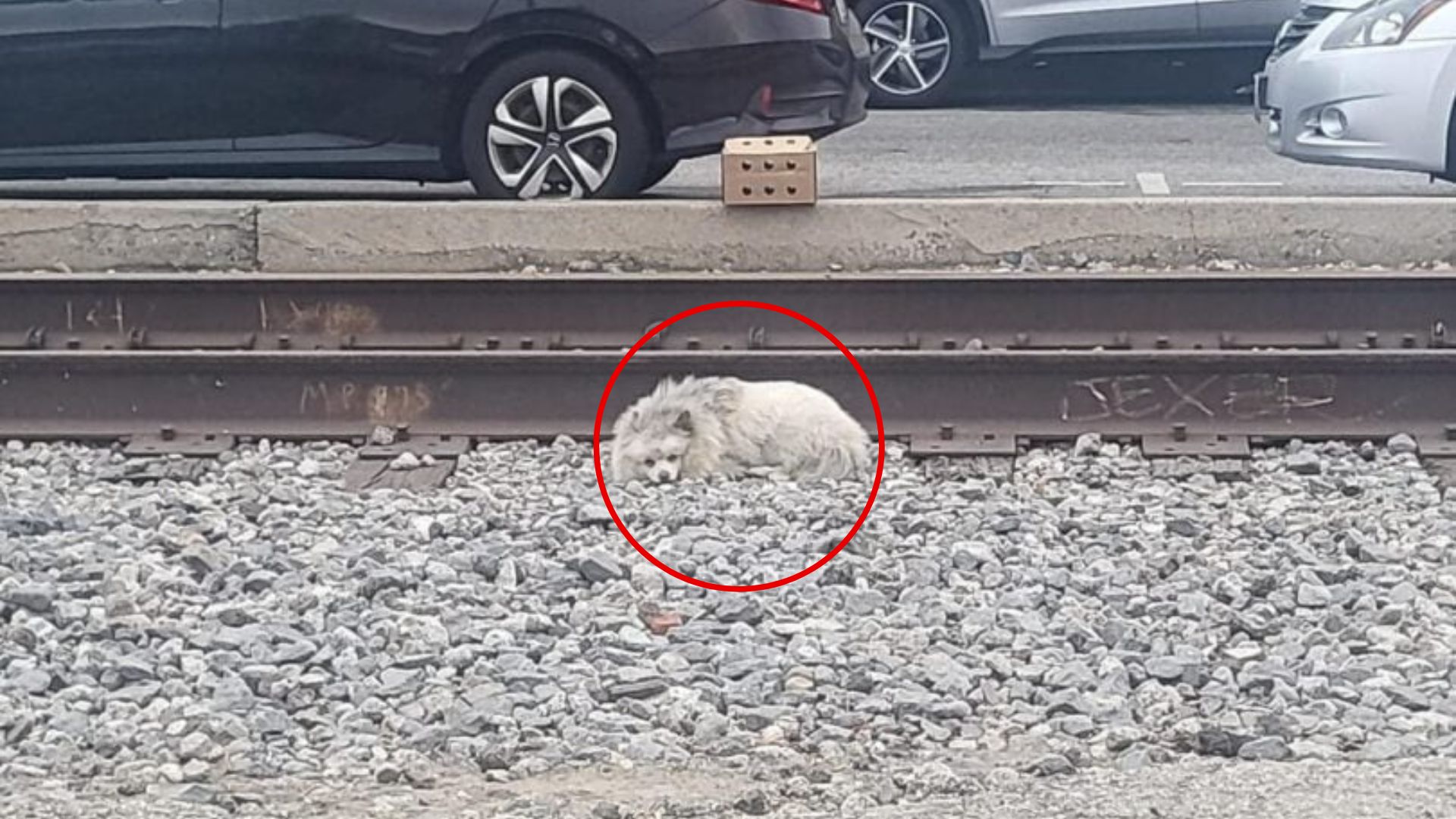 dog near tracks
