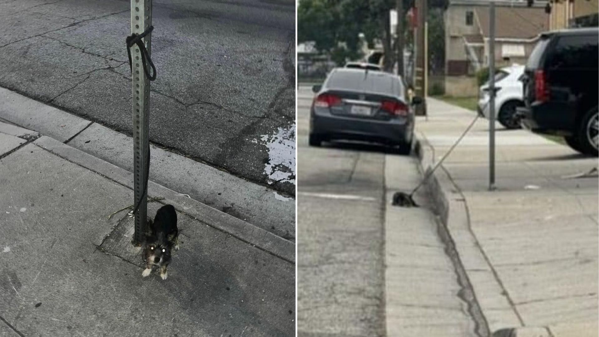 tied dog on street