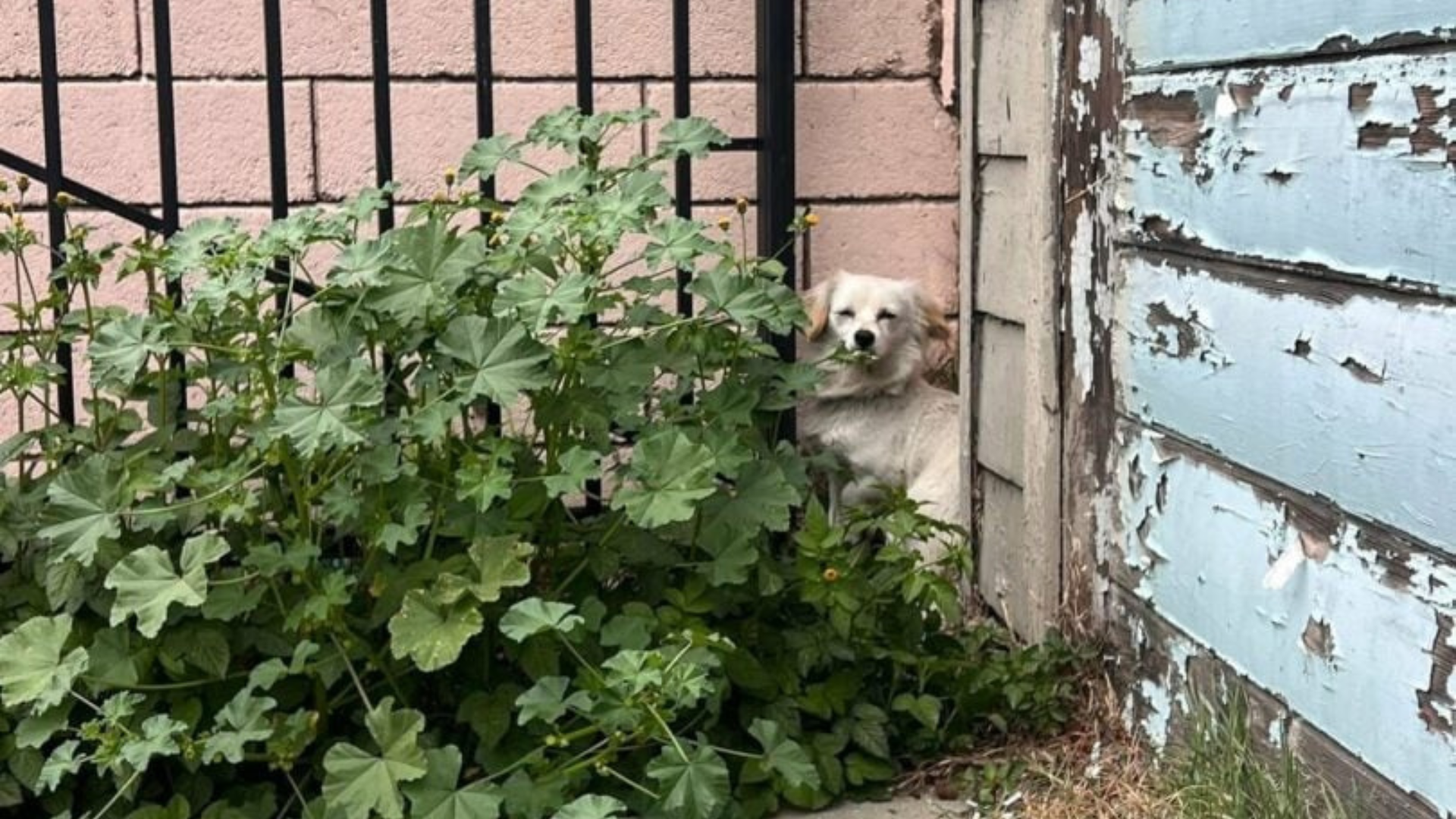 dog hiding behind bush