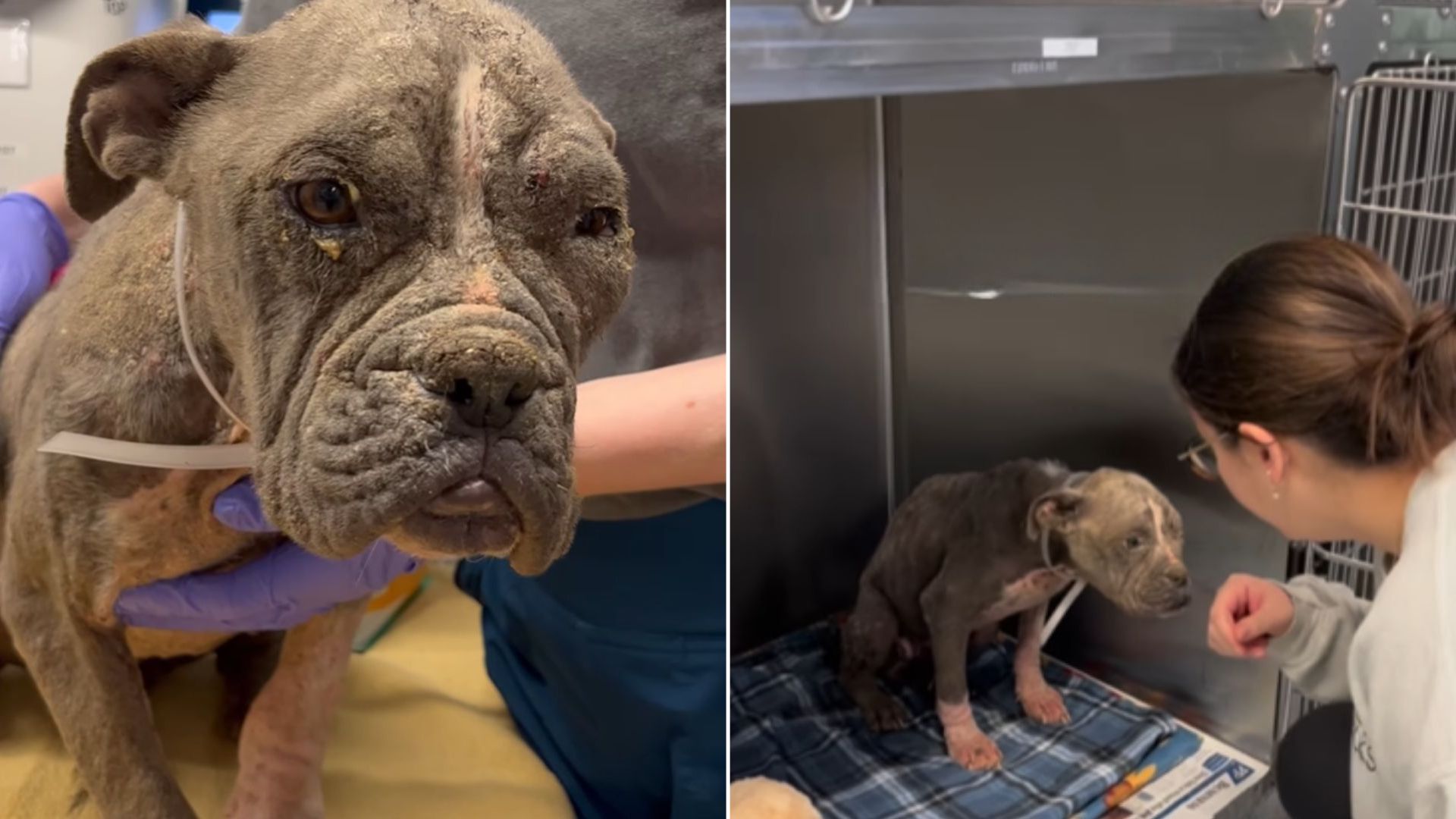 woman and shelter dog