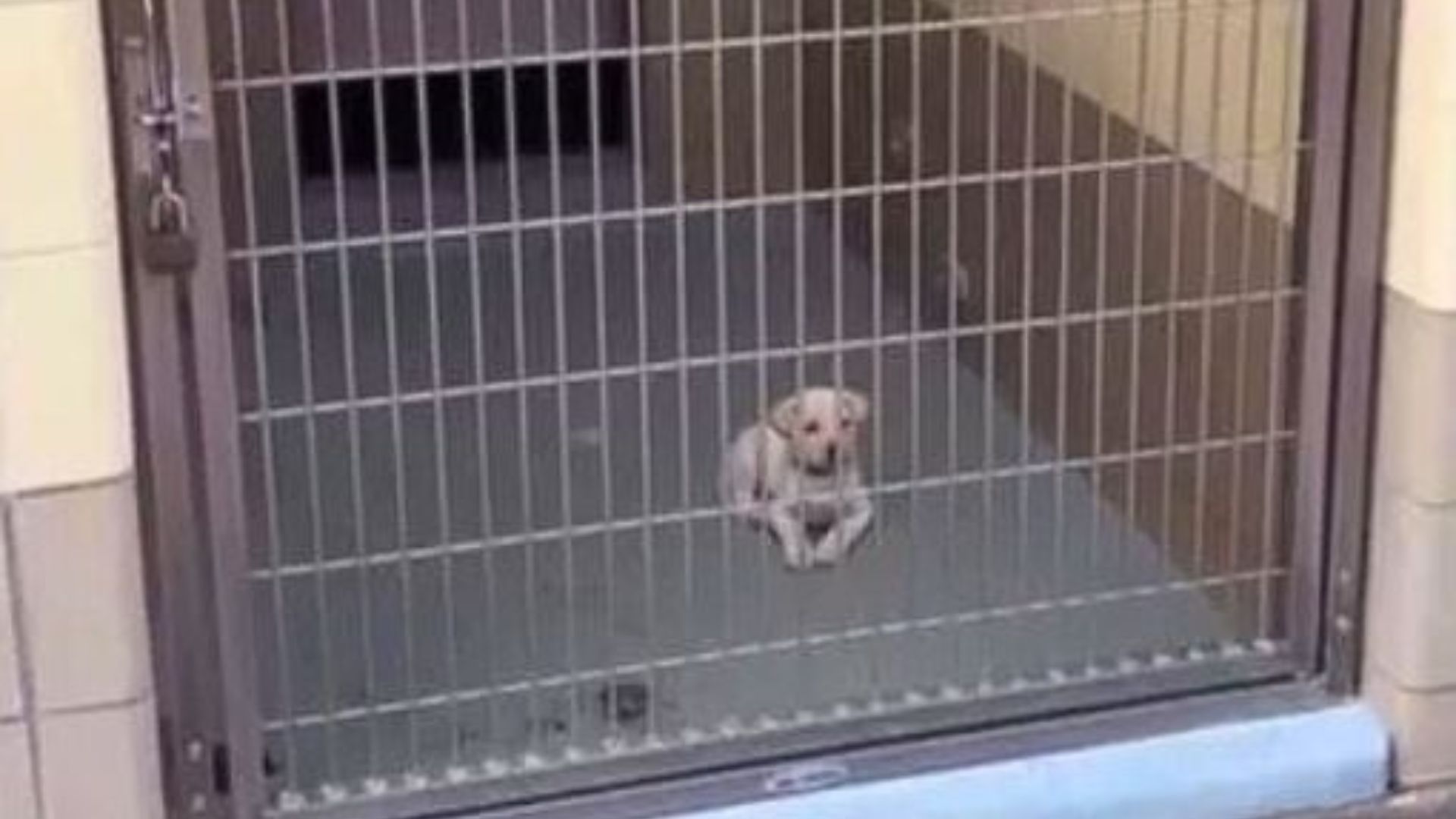 dog in shelter