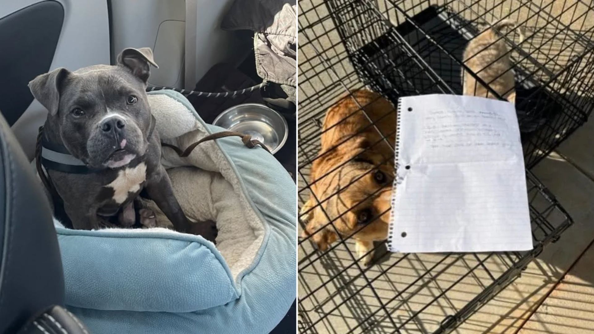 dog with rare condition