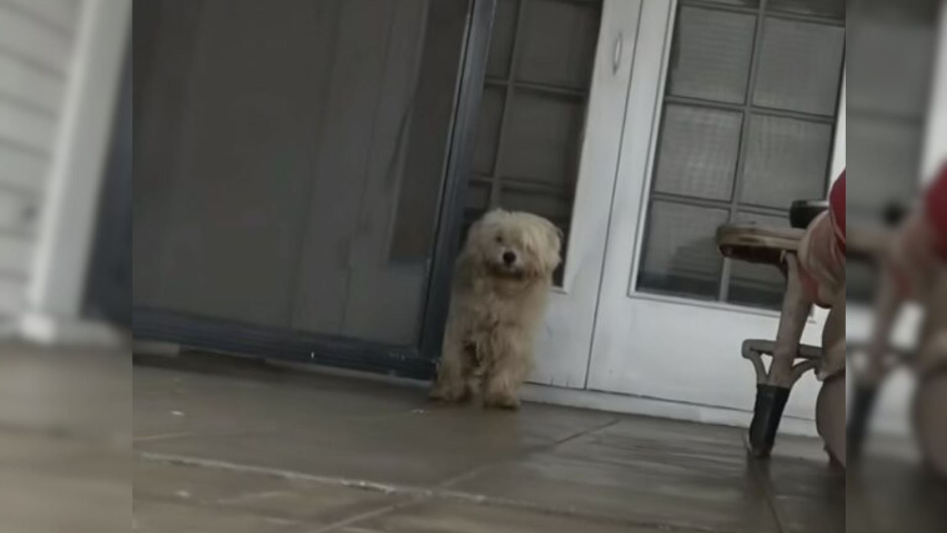 fluffy dog on a porch