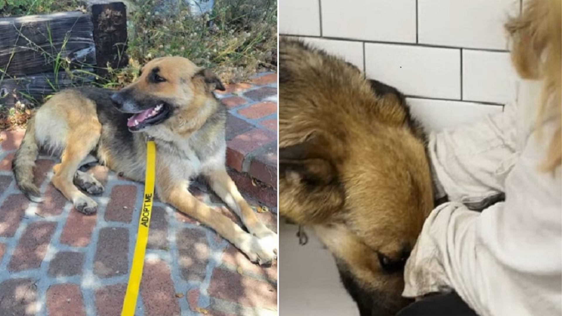 german shepherd lying on ground