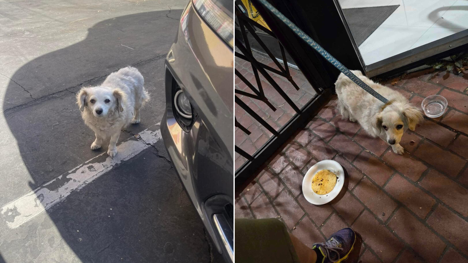 stray dog getting food