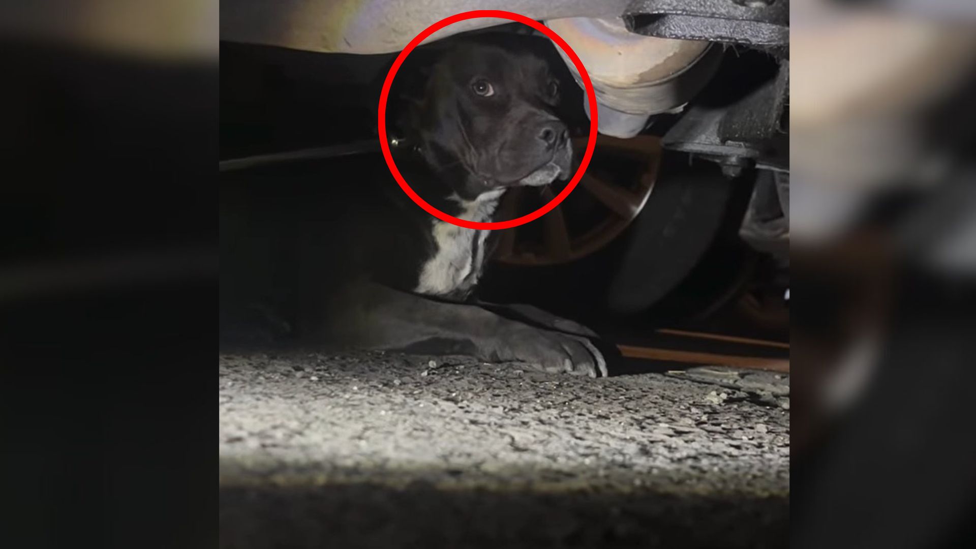 lonely dog under car