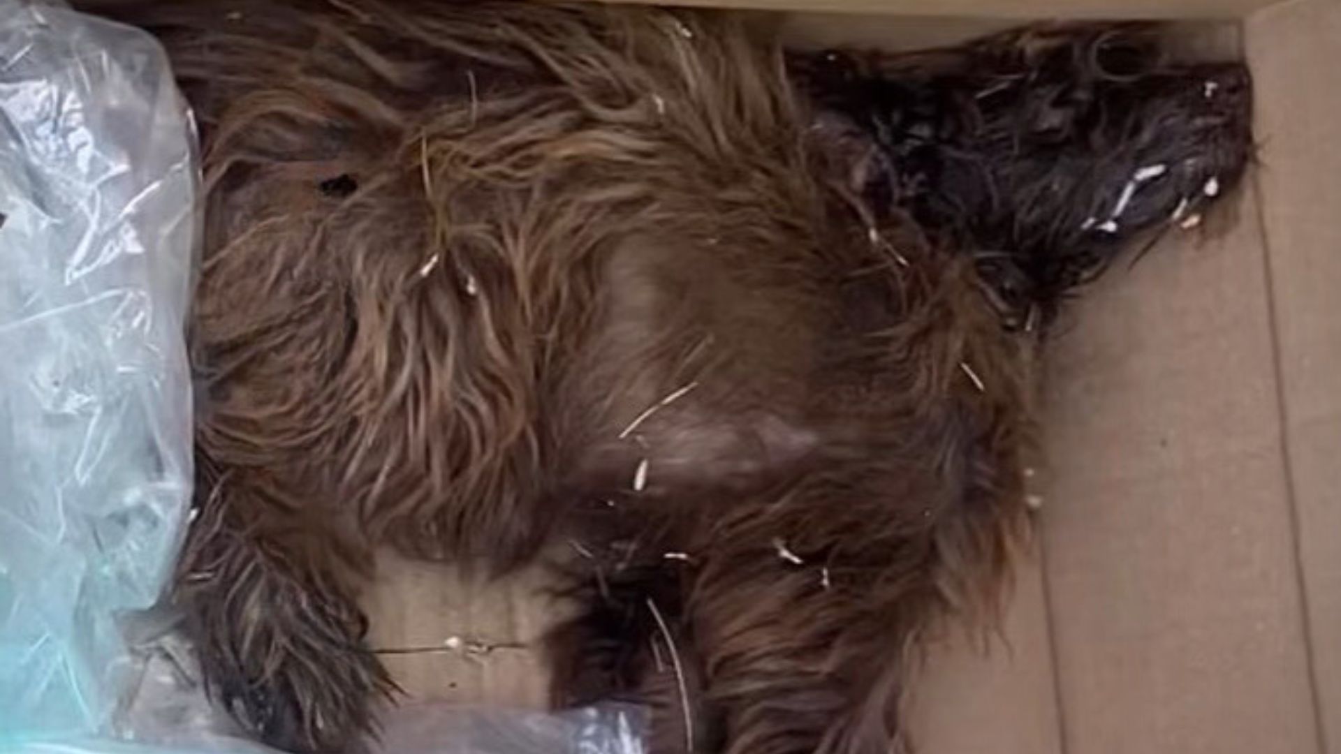 dog in cardboard box