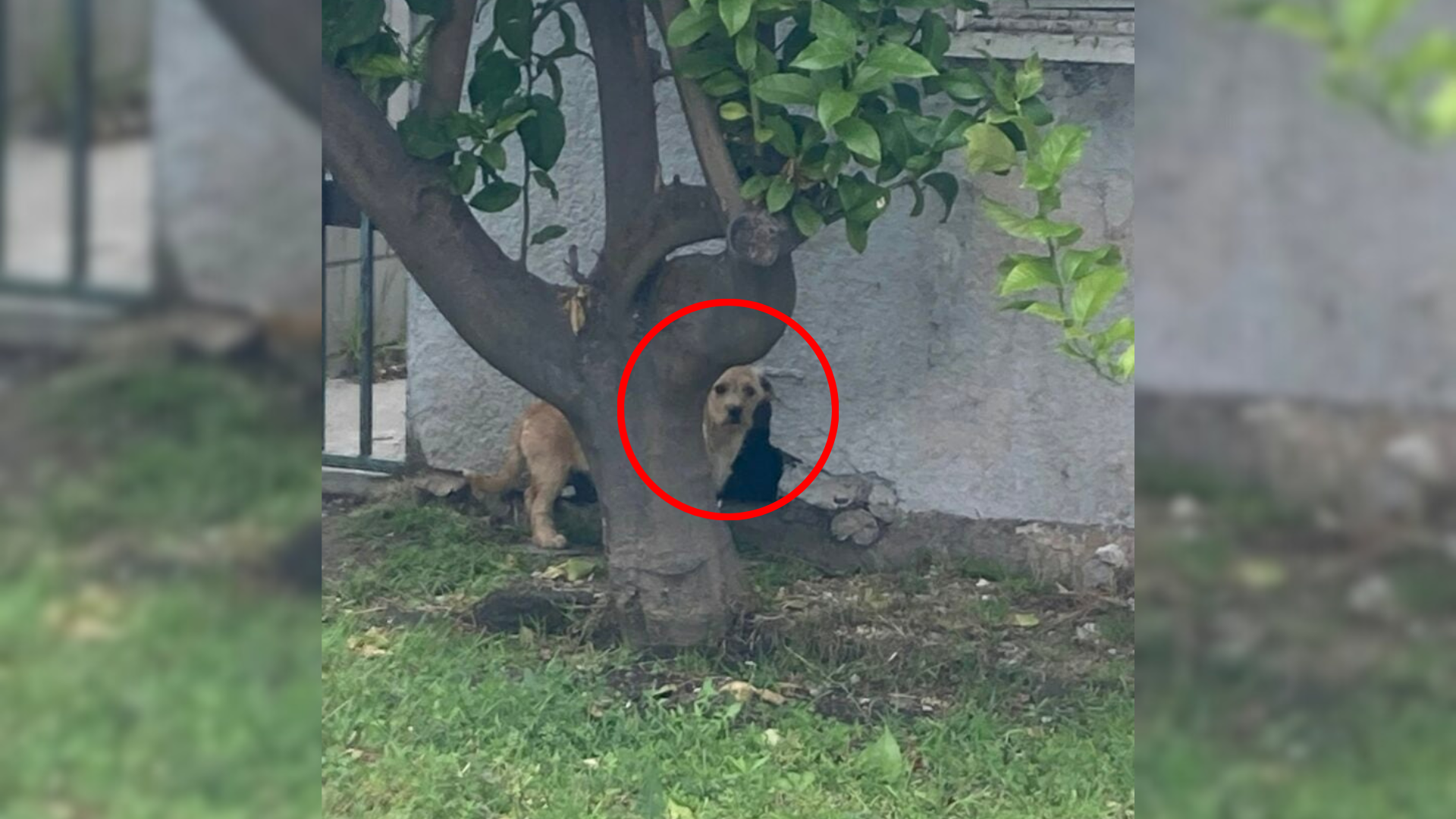 dog hiding behind tree