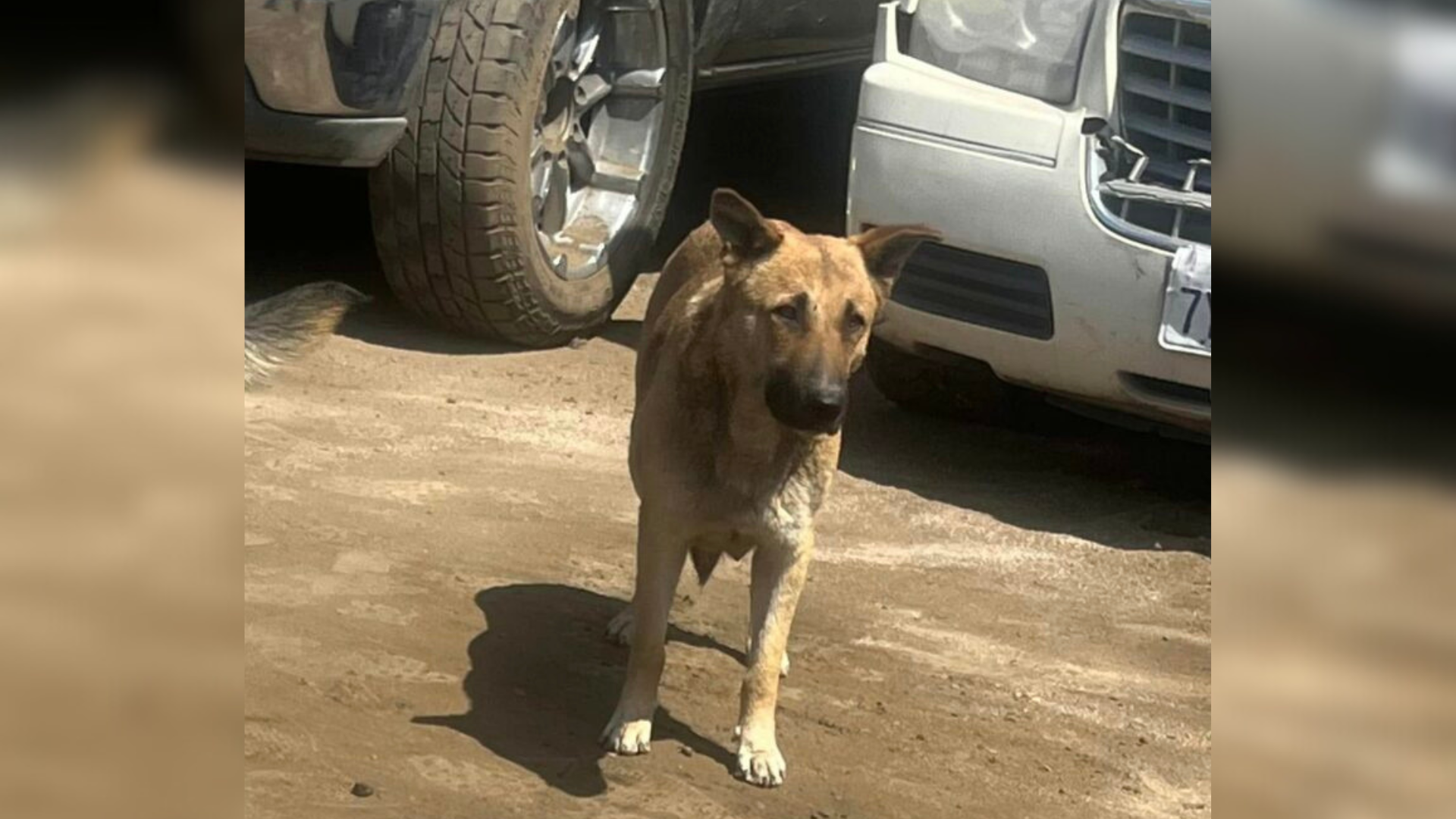 dog in a dusty yard