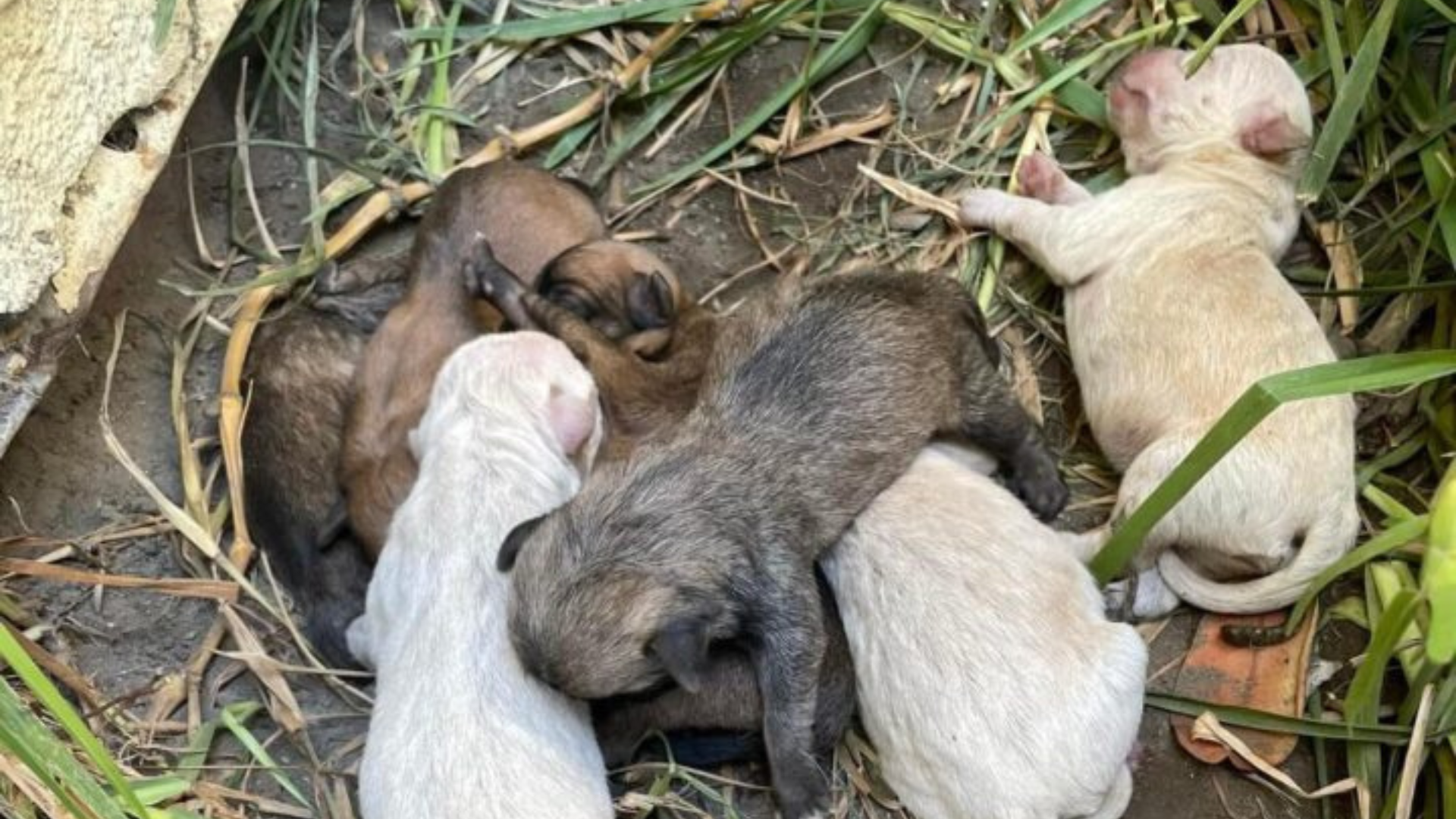 pile of puppies
