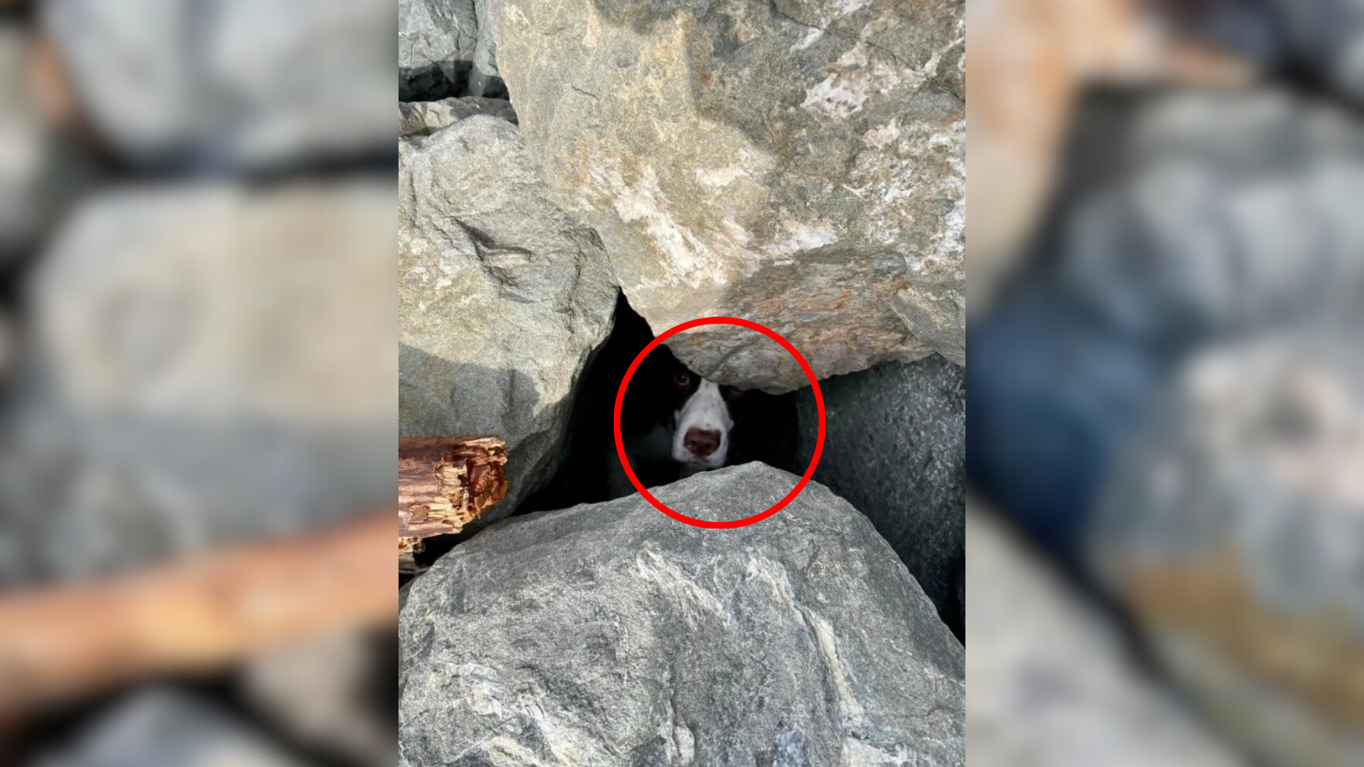dog stuck under rocks